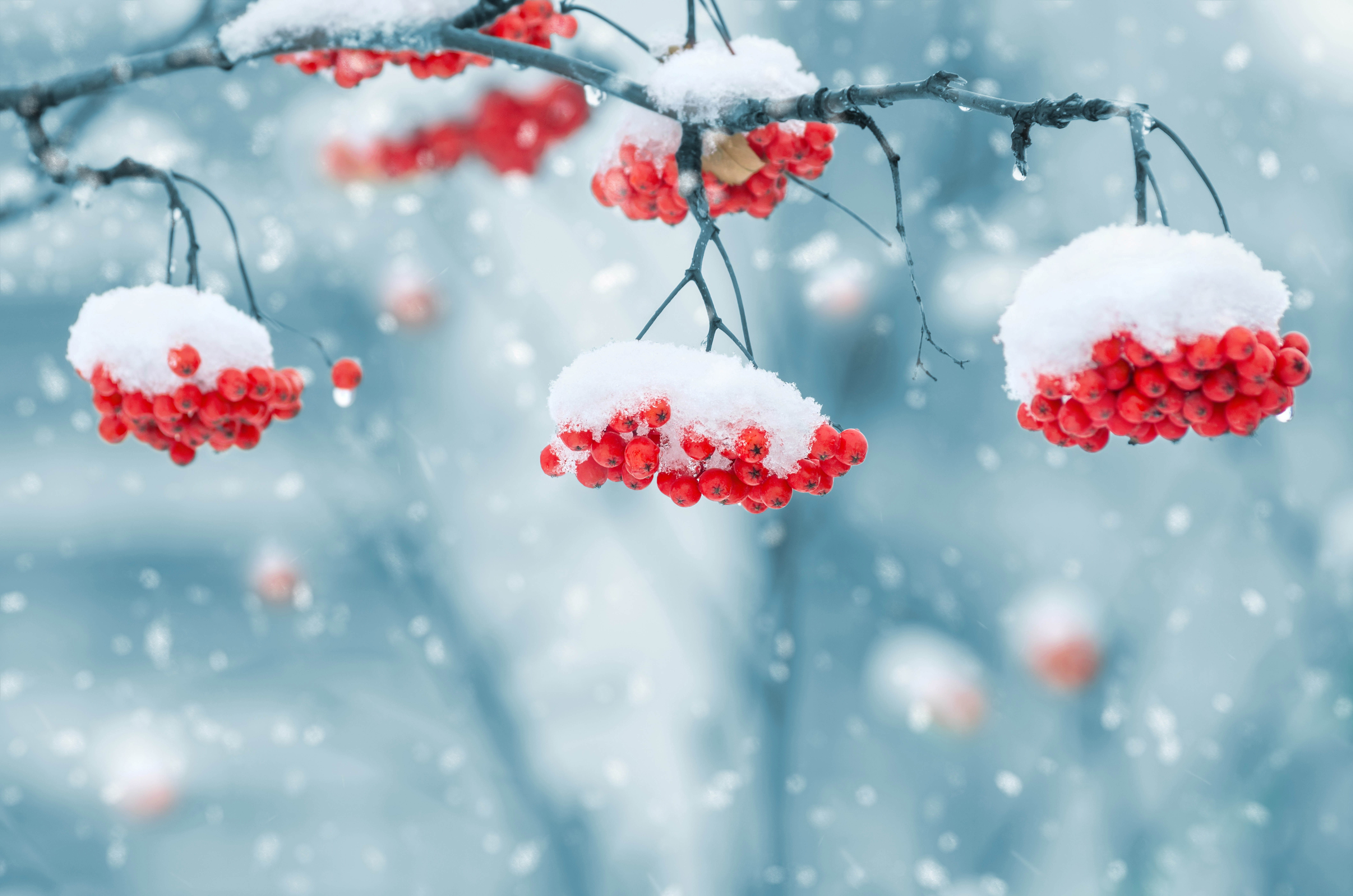 twigs, berries, 8K, snow, nature, depth of field, HD Wallpaper