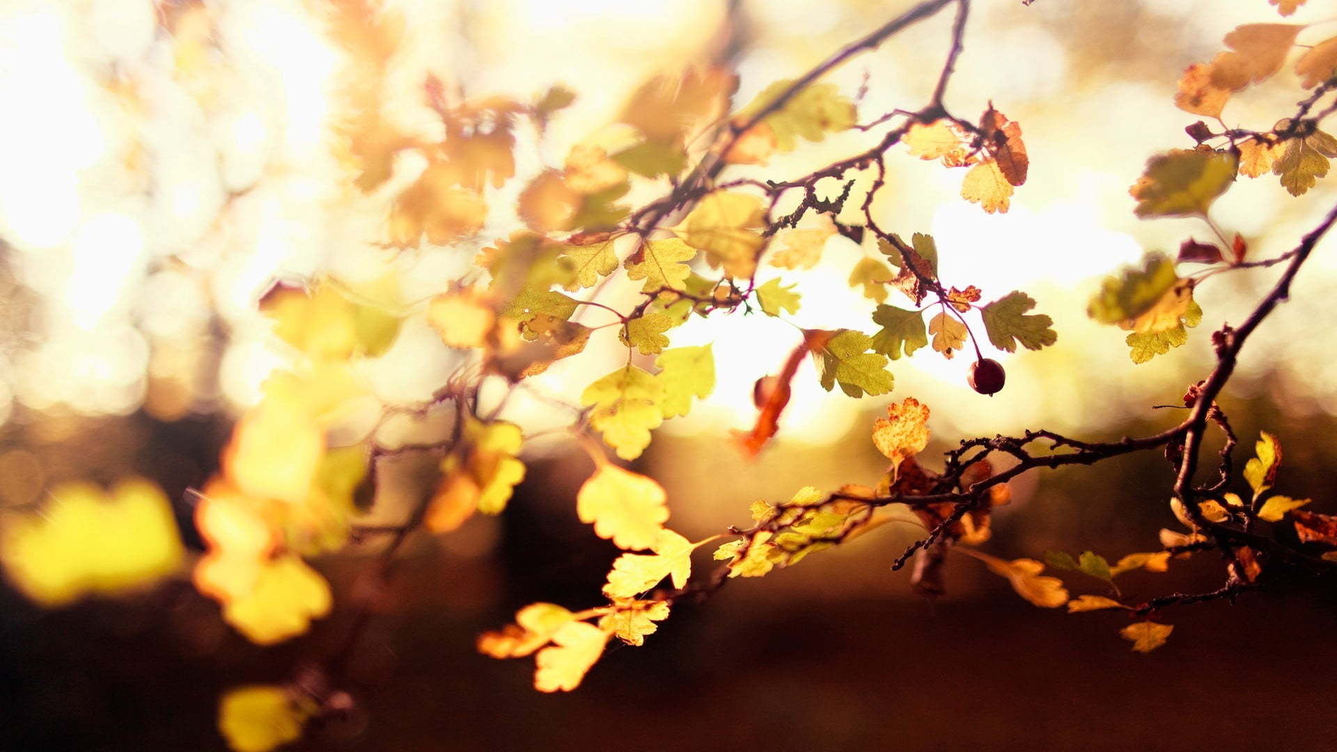 leaf, multi Colored, nature, environment, growth, sky, flowering plant, season, cherry blossom, fragility, orange Color, vibrant Color, sunny, no People, HD Wallpaper