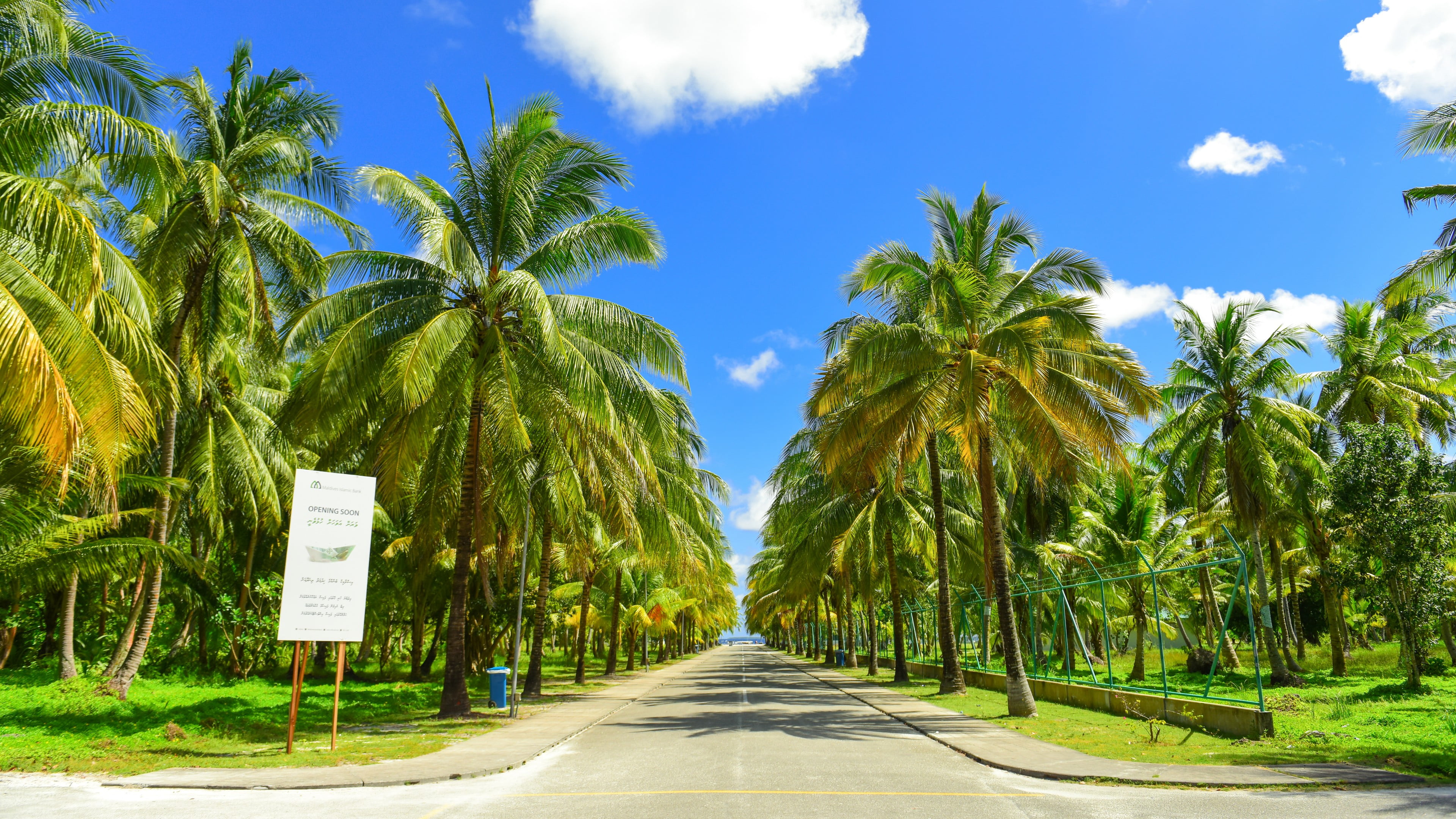 communication, palm, blue sky, beauty in nature, nature, palm tree, 4K, sunlight, road, day, no people, tropical, tree, growth, plant, sign, coconut palm tree, HD Wallpaper