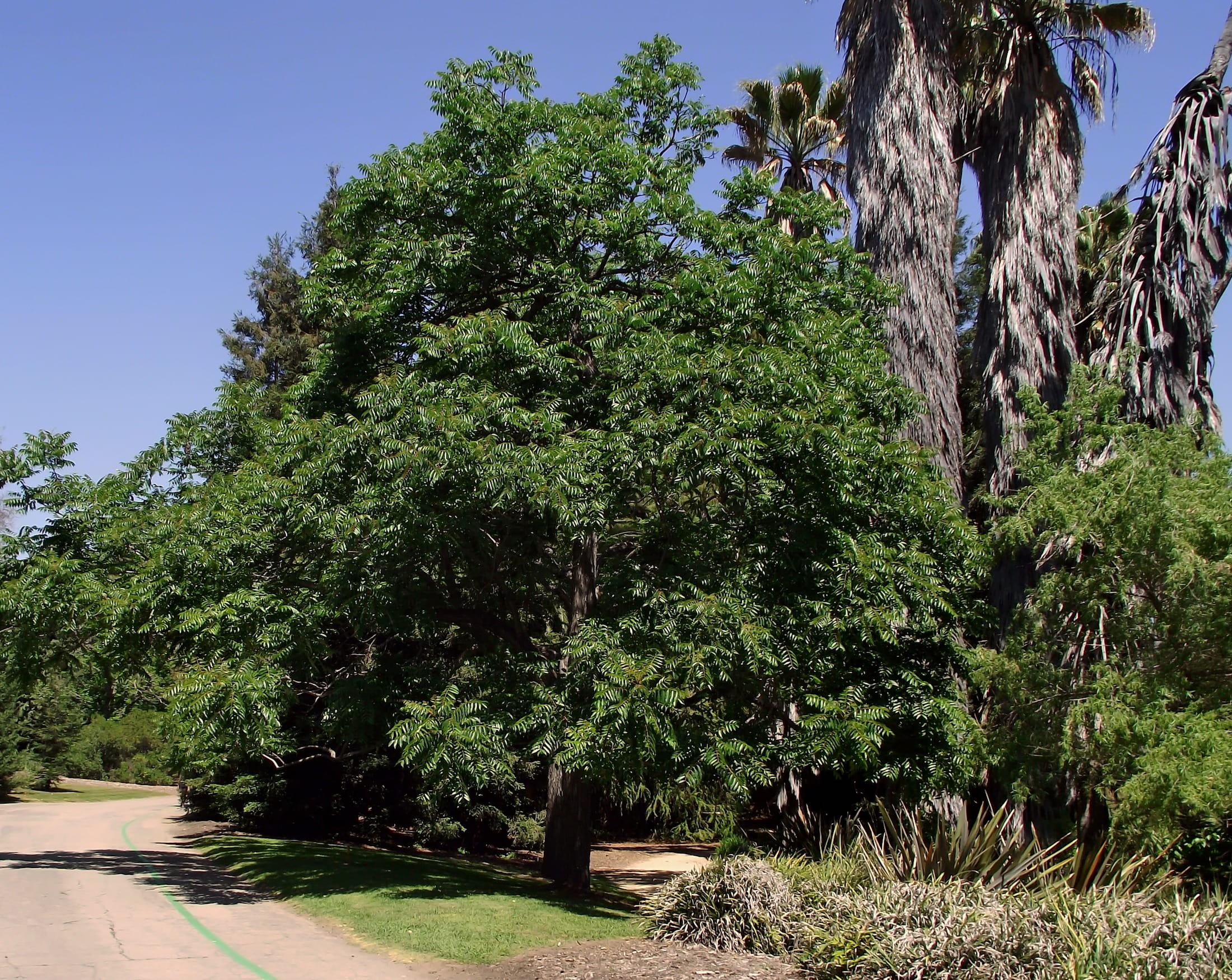 shadow, green Color, green, growth, outside, lush foliage, sky, day, trees, nature, california, outdoors, Landscape, tree, forest, palm Tree, arcadia, Scenic, HD Wallpaper