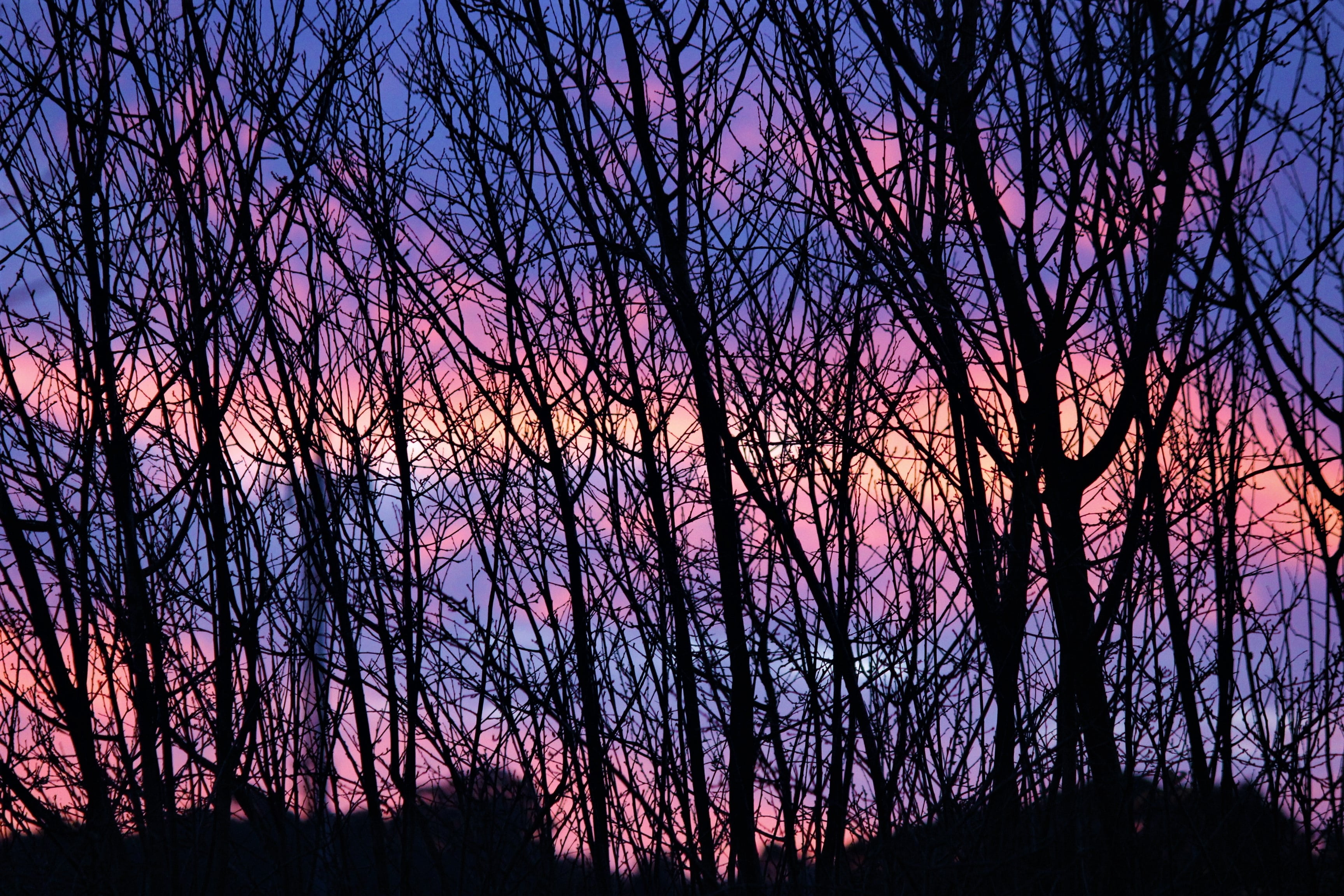 pink color, no people, branch, nature, beauty, land, scenics - nature, sunset, forest, 2K, afternoon, tree, plant, purple, bare tree, foreas, outdoors, HD Wallpaper