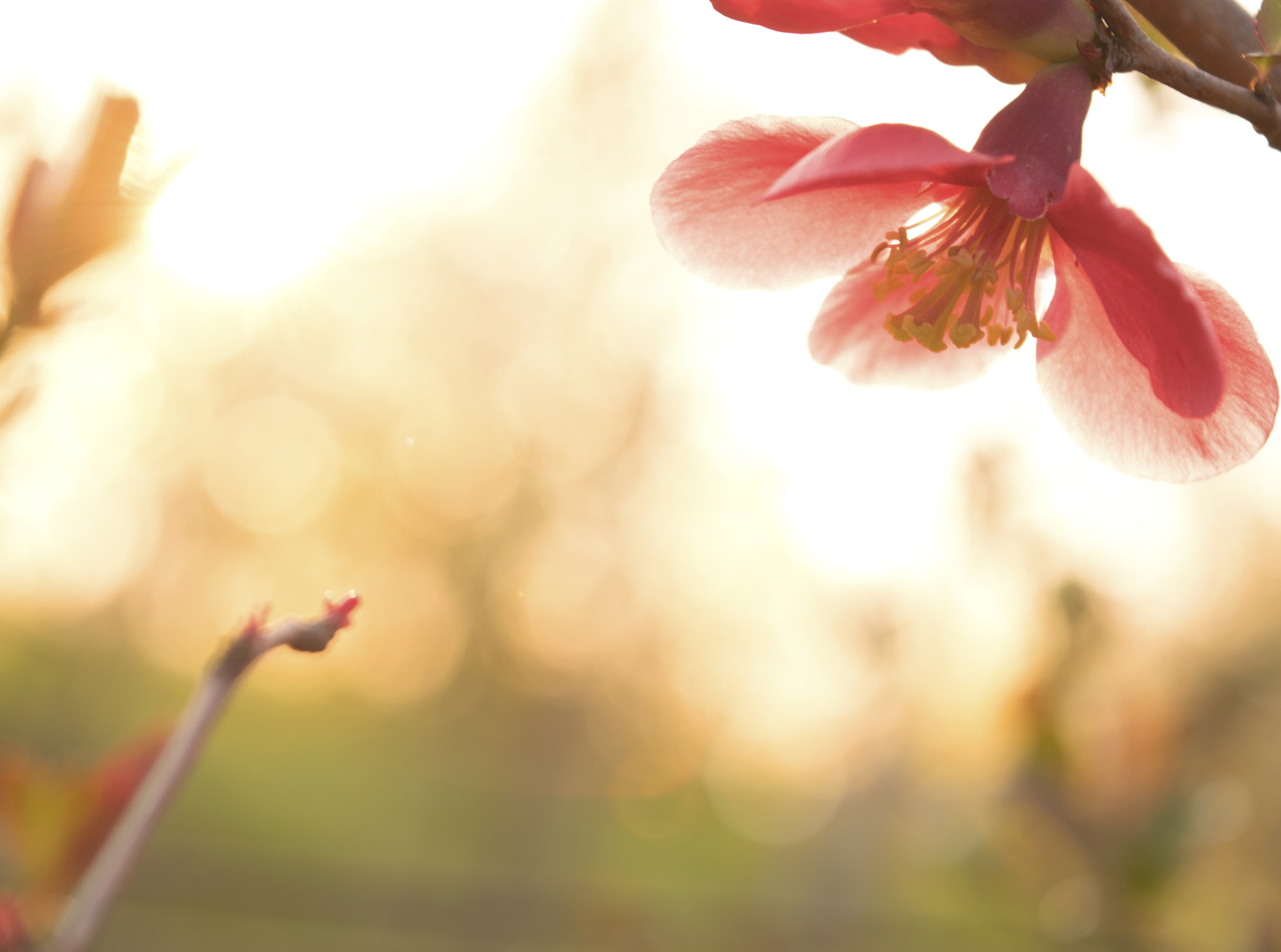 springtime, flower, selective focus, close-up, plant stem, bokeh, 4K, no people, cherry blossom, Spring, flower head, petal, outdoors, pink flower, beauty in nature, HD Wallpaper