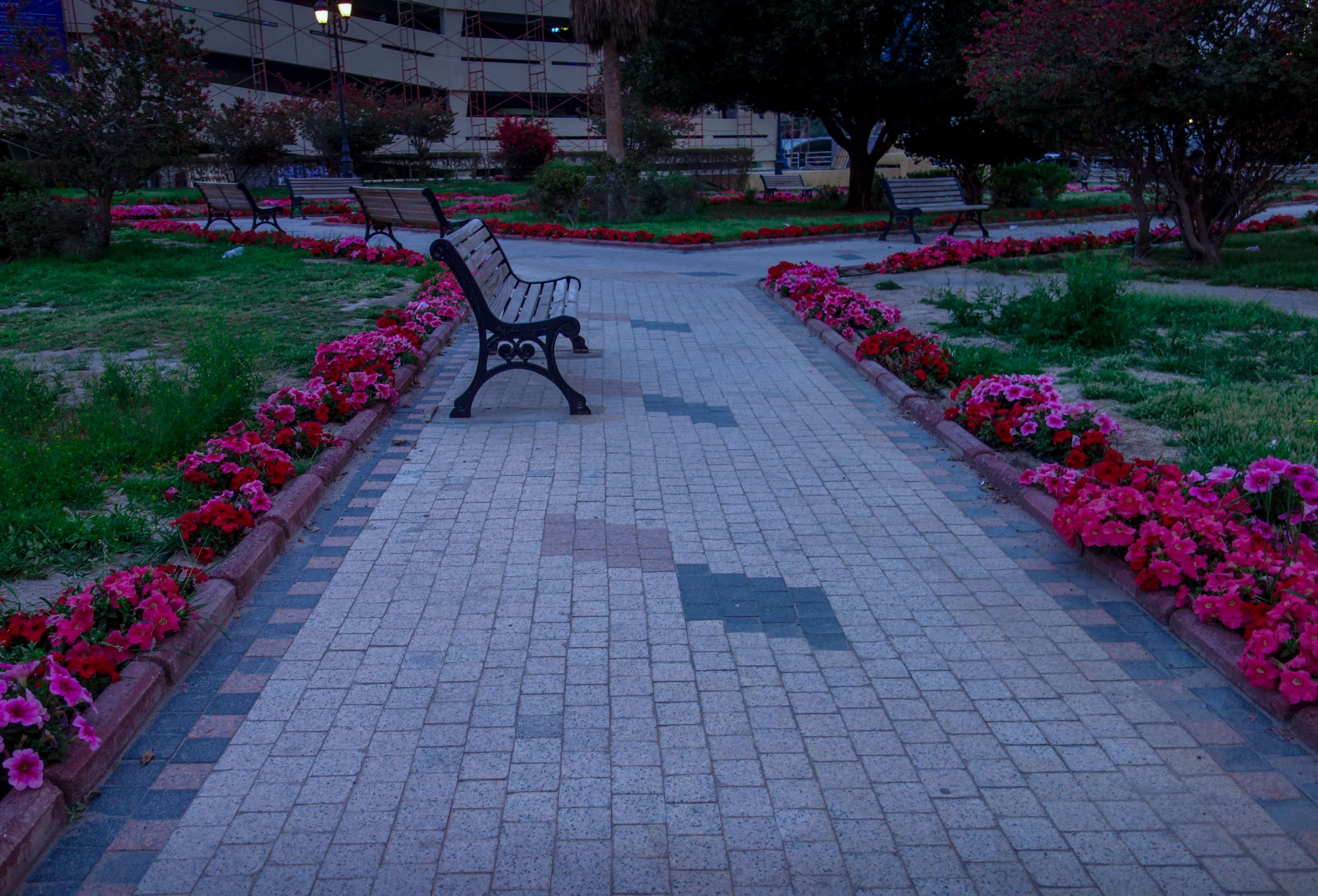 flowering plant, bench, sidewalk, tree, park, outdoors, freshness, paving stone, beach chair, flowerbed, fragility, alone, empty, beauty in nature, afternoon, HD Wallpaper