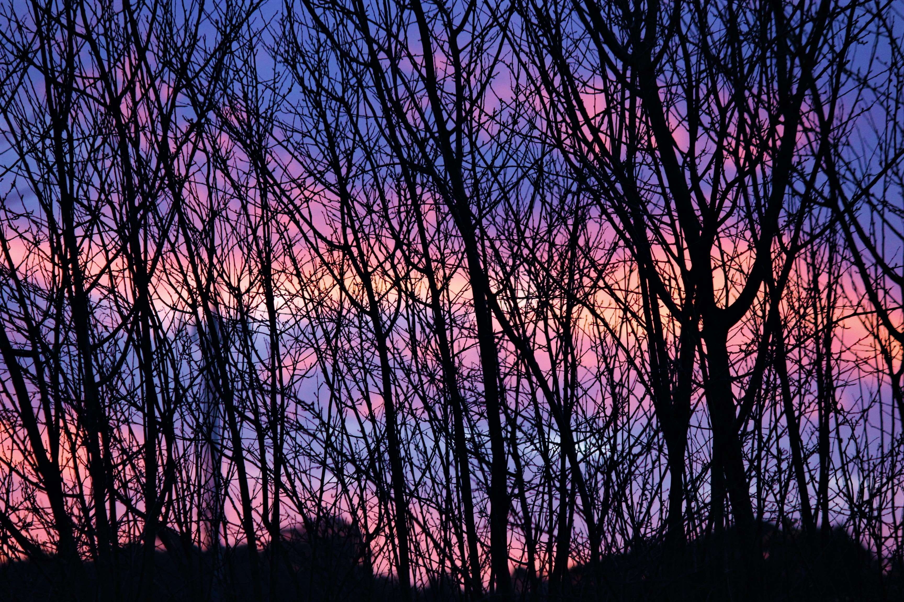 tree, beauty in nature, sky, woodland, foreas, winter, outdoors, beauty, low angle view, tranquility, growth, sunset, purple, silhouette, plant, afternoon, HD Wallpaper