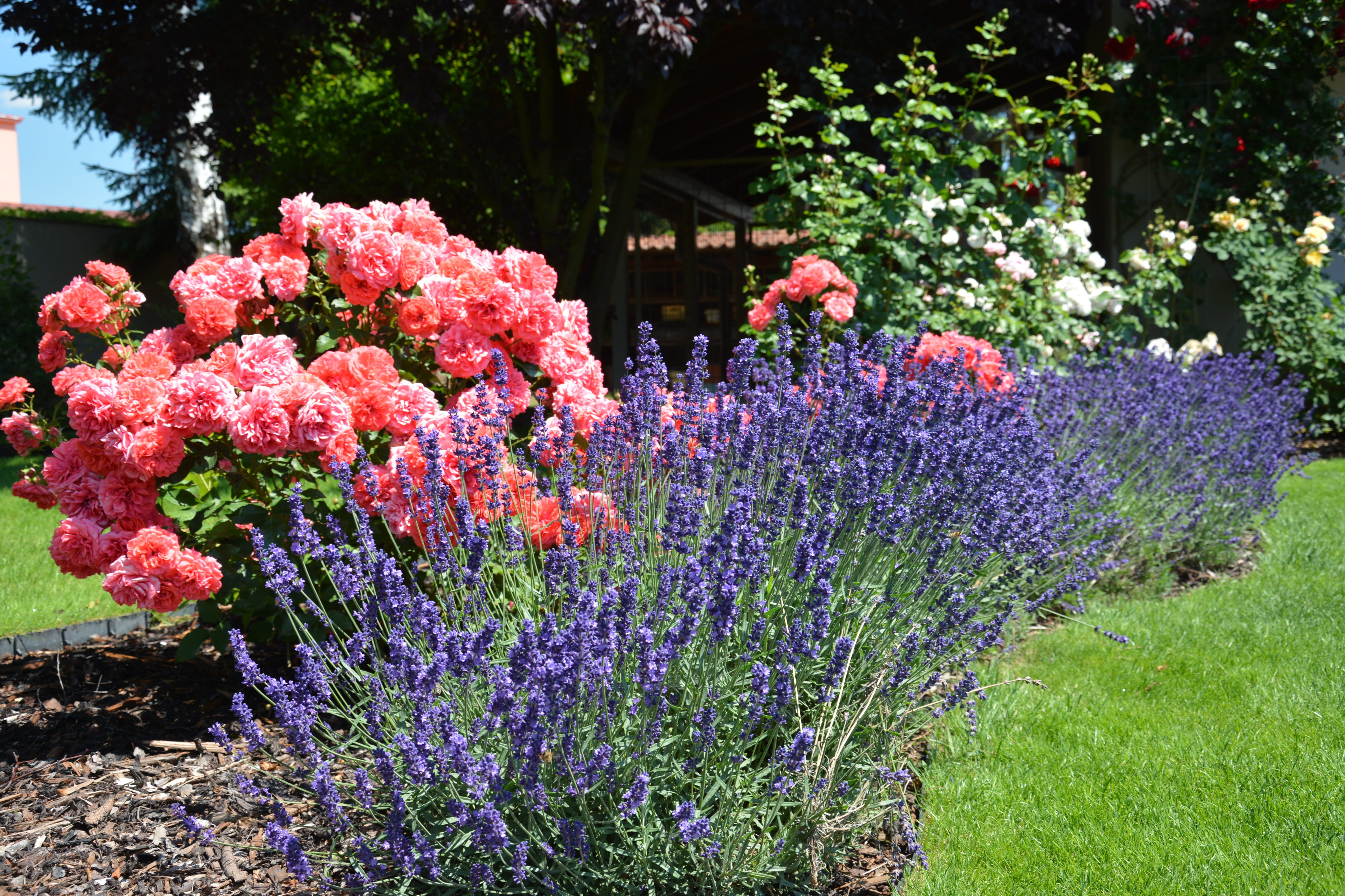 day, flowers, plant, ornament, front or back yard, detailed, tree, vulnerability, sunny, summer, carnation, ornamental garden, park, garden, flowering plant, HD Wallpaper