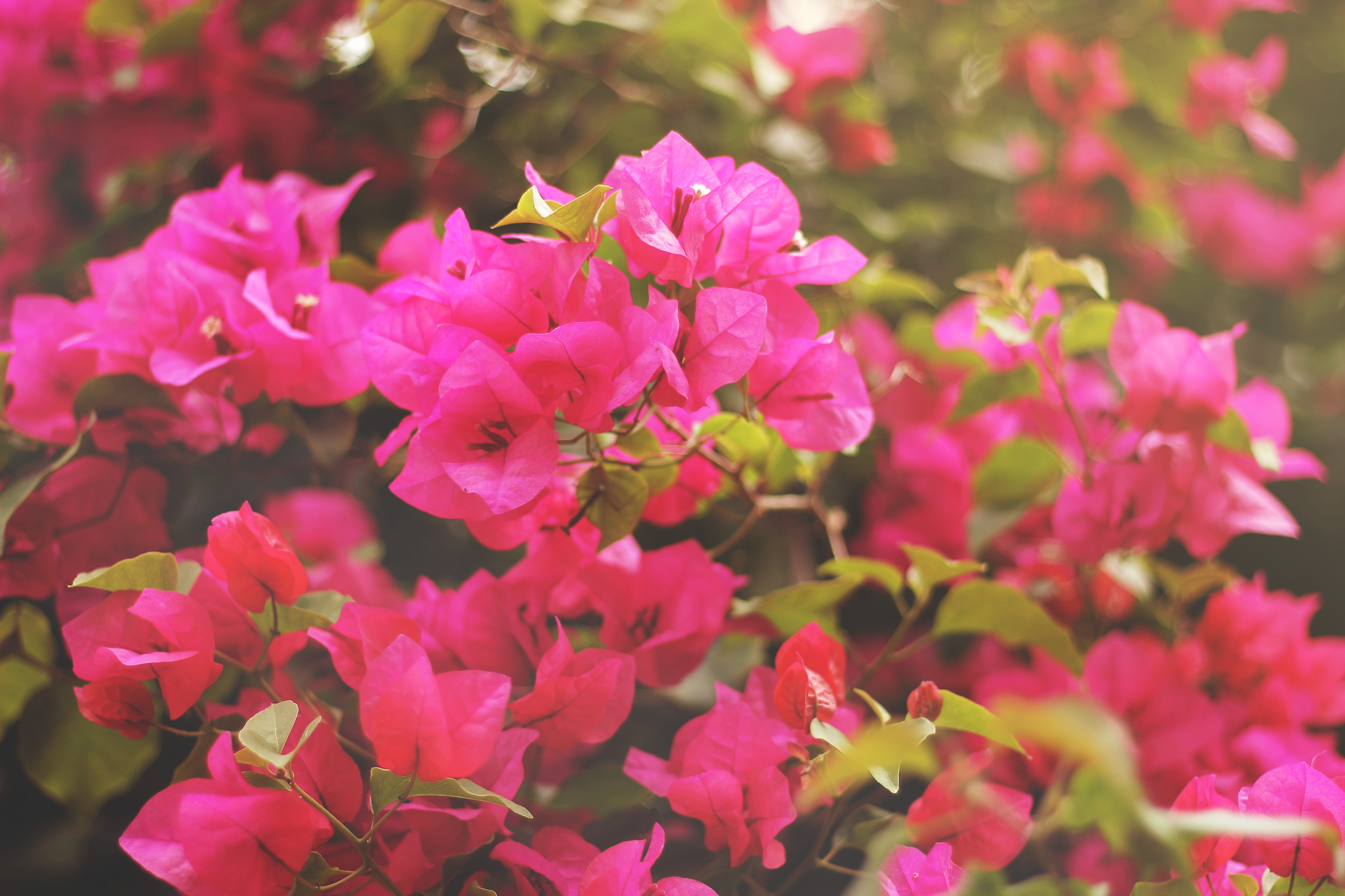 glow, flowering plant, floral, day, beauty in nature, botany, inflorescence, freshness, outdoors, 5K, flower head, plant, bunch of flowers, nature, fragility, HD Wallpaper