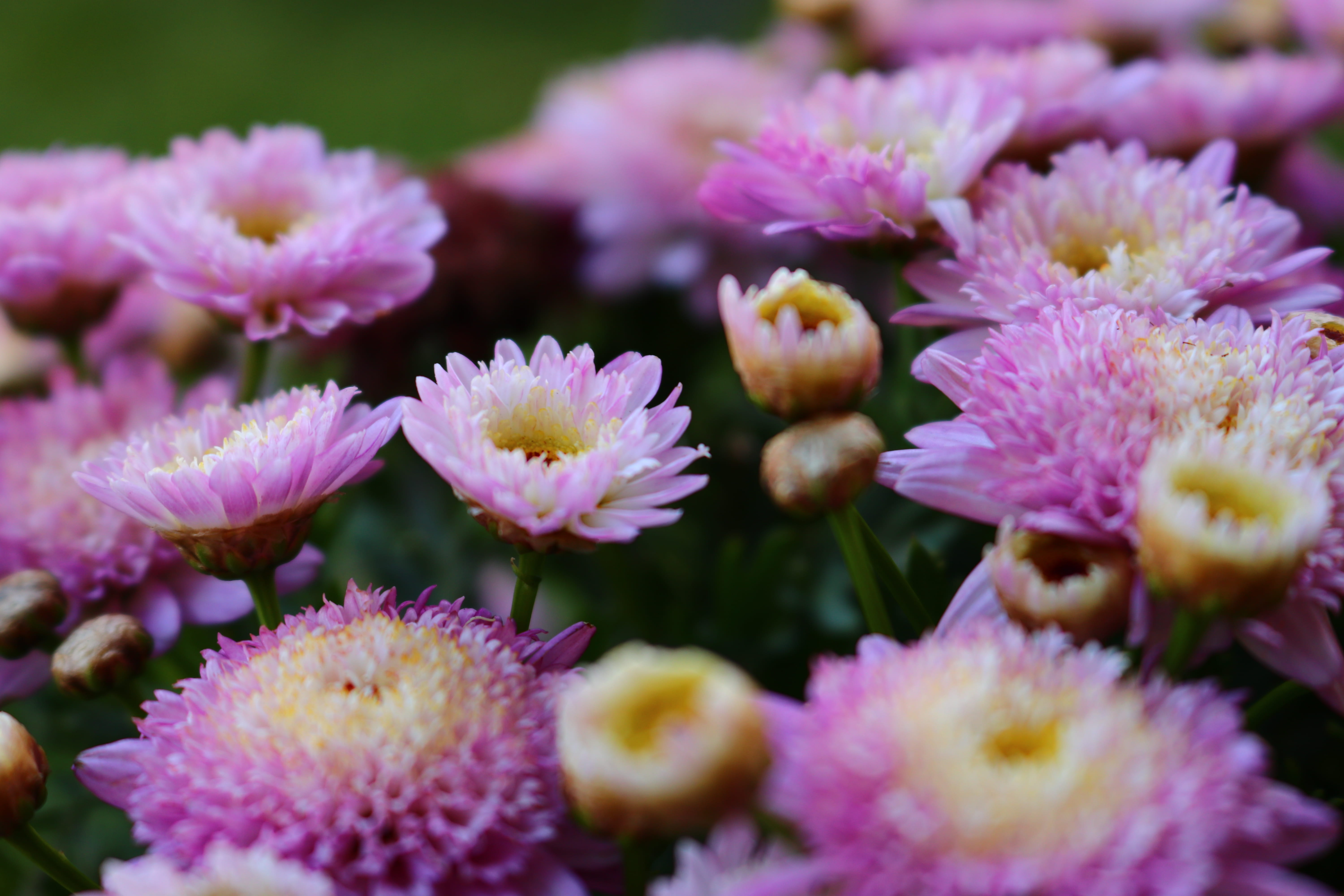 afternoon, australia, petal, plant, pollen, revesby, flower head, pink color, no people, warm, flower, flowering plant, inflorescence, nature, close-up, HD Wallpaper