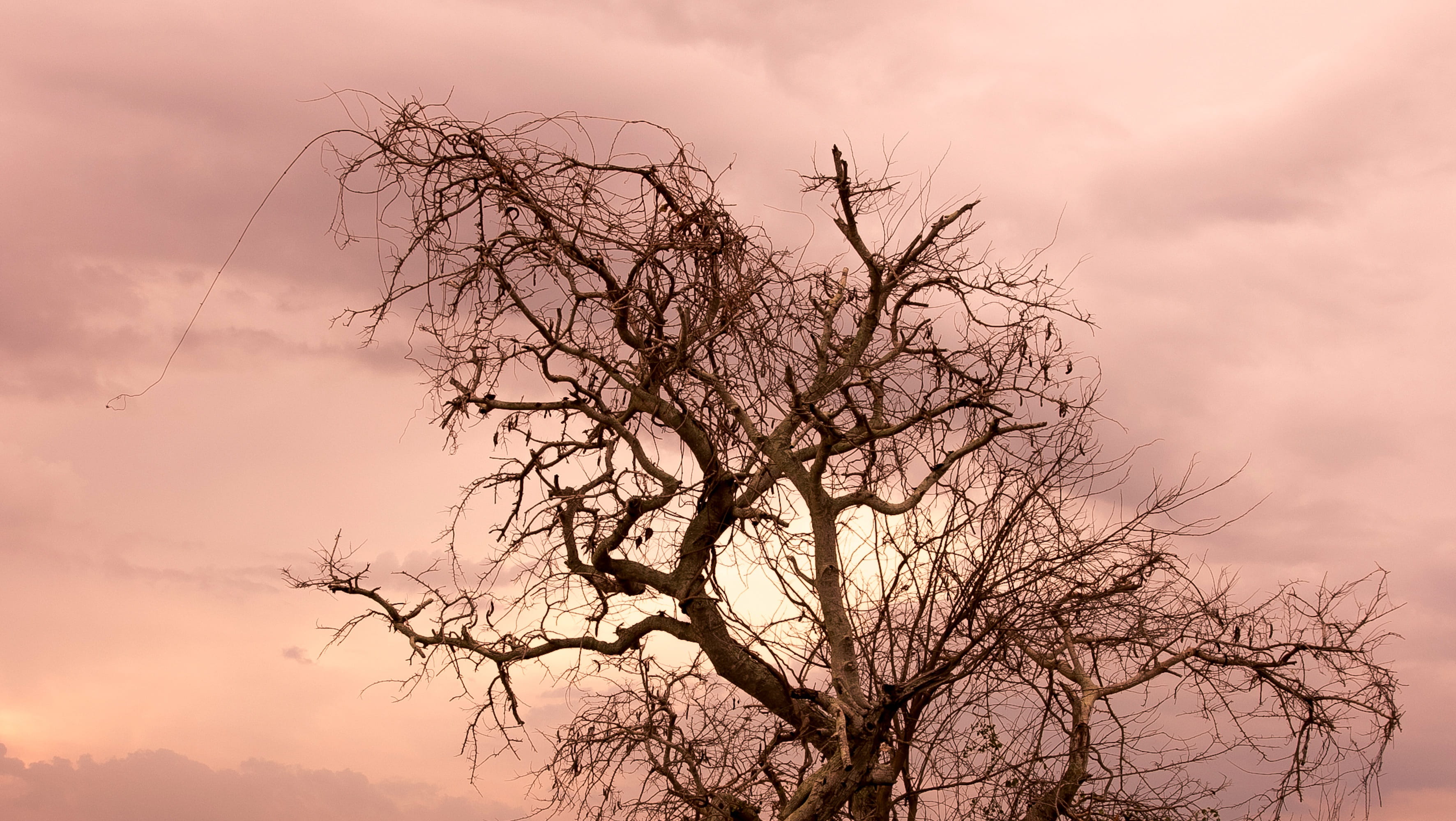 dusk, Sky, Sunset, dramatic sky, lighting, purple sunset, violet, Afternoon, plant, tree, nature, winter, tranquility, the dry tree, the afternoon, twilight, HD Wallpaper