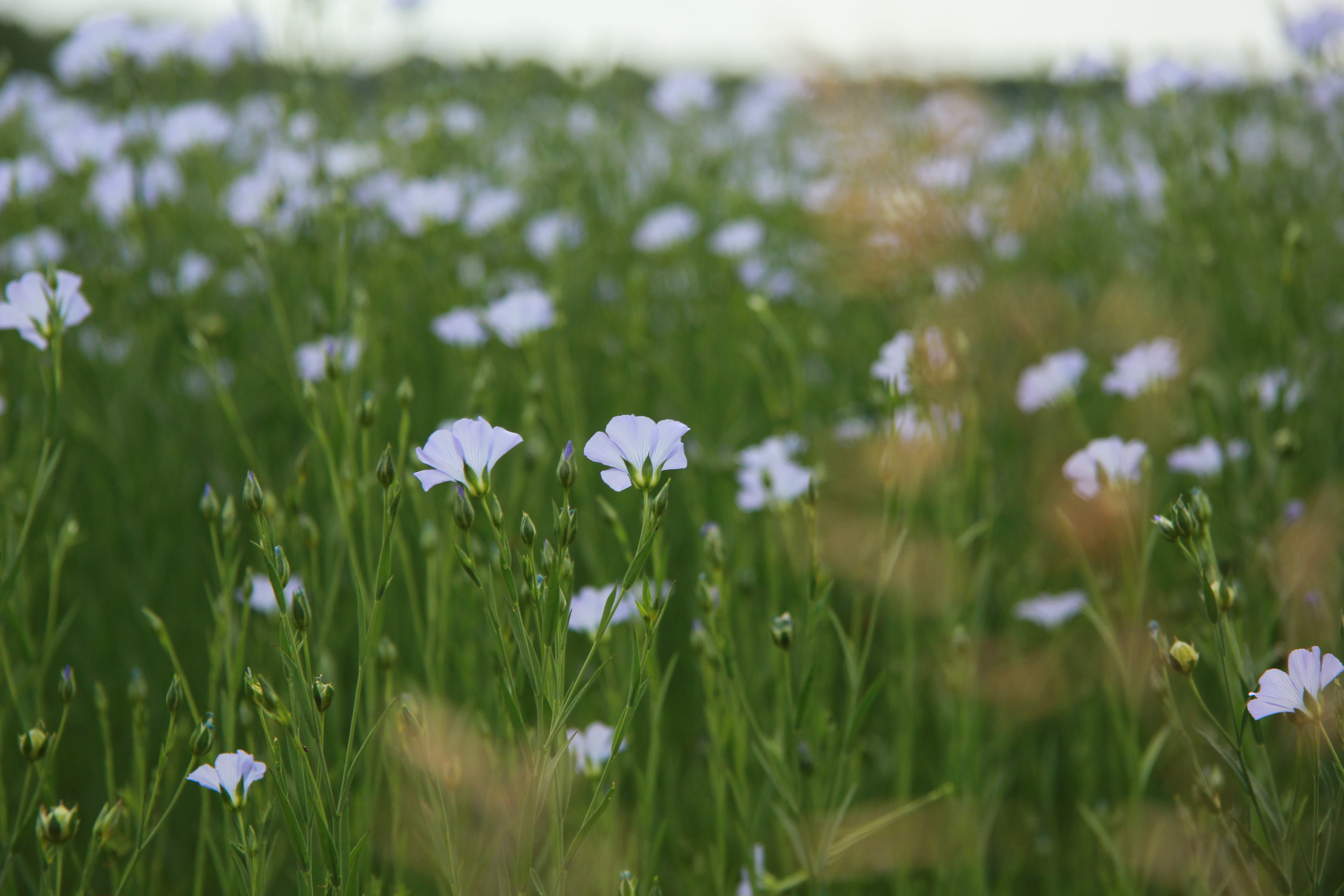 no people, plants, flowers, purple, meadow, white color, buds, flower head, growth, plant, field, grass, land, 5K, selective focus, freshness, afternoon, HD Wallpaper