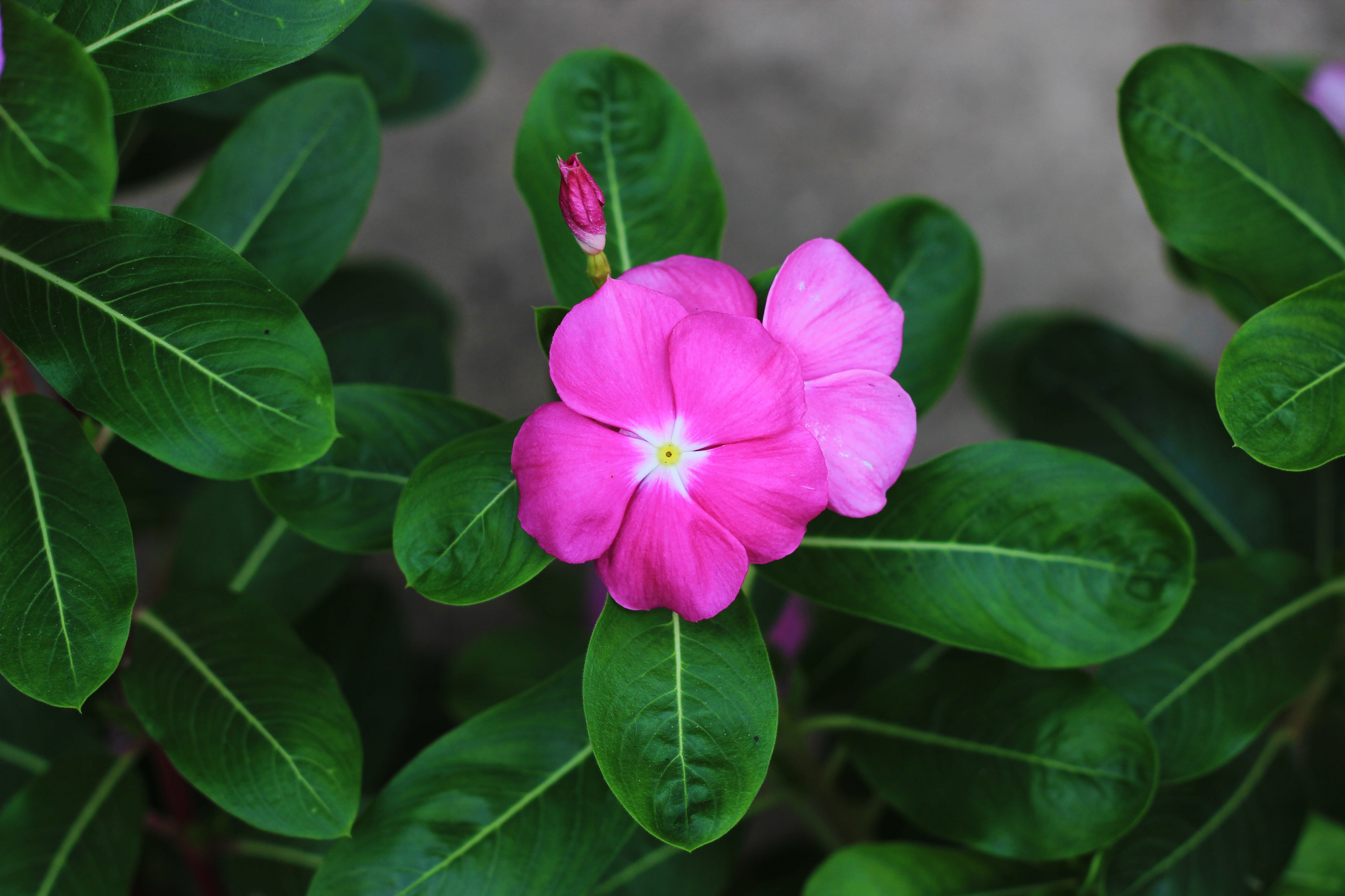 petals, nature, plant, flora, leaf, good afternoon, vulnerability, floral, close-up, spring, petal, plant part, focus on foreground, freshness, leaves, HD Wallpaper