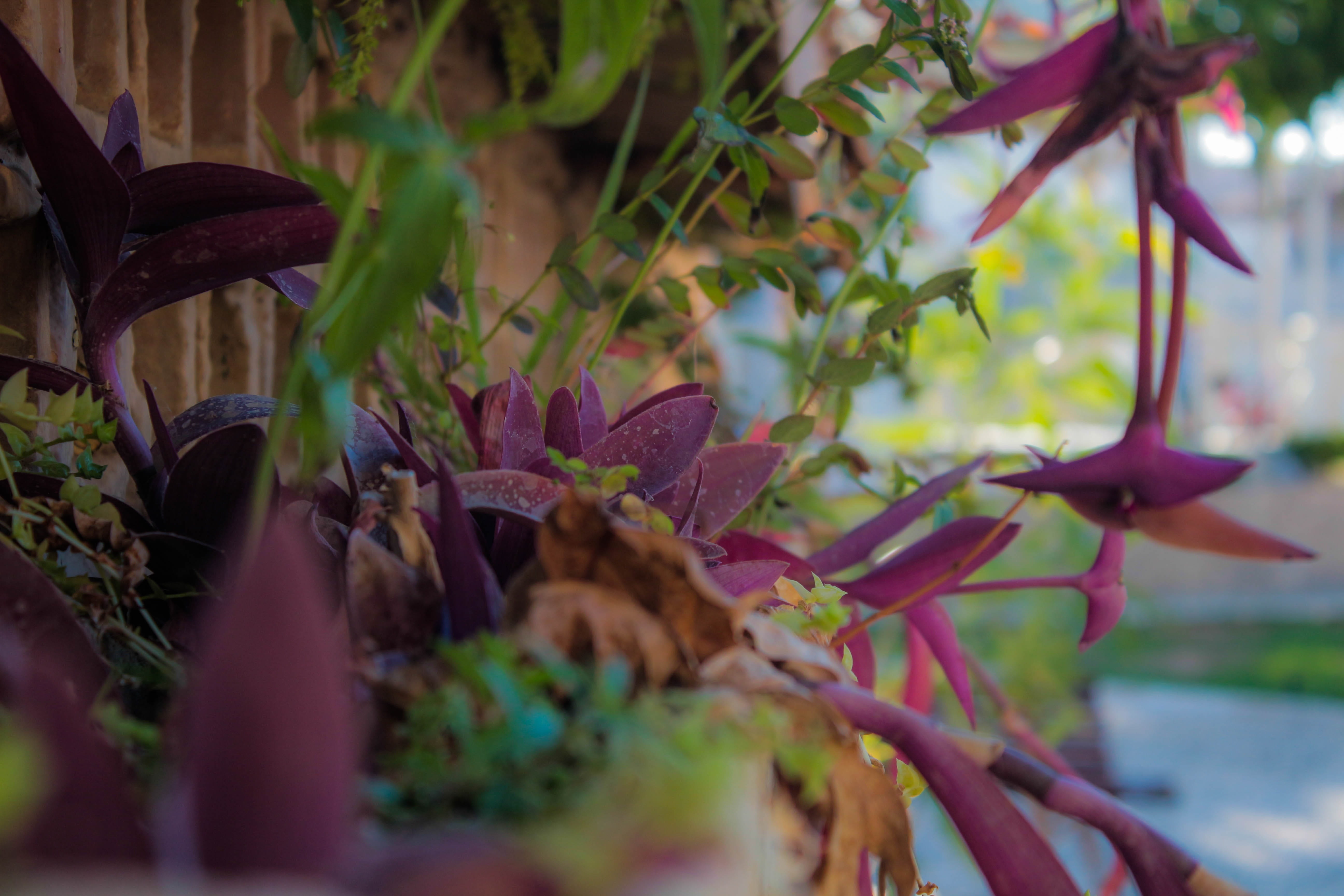 human body part, human hand, day, lifestyles, summer, purple, 5K, selective focus, nature, afternoon, leaf, hand, people, close-up, flower, flowers, real people, HD Wallpaper