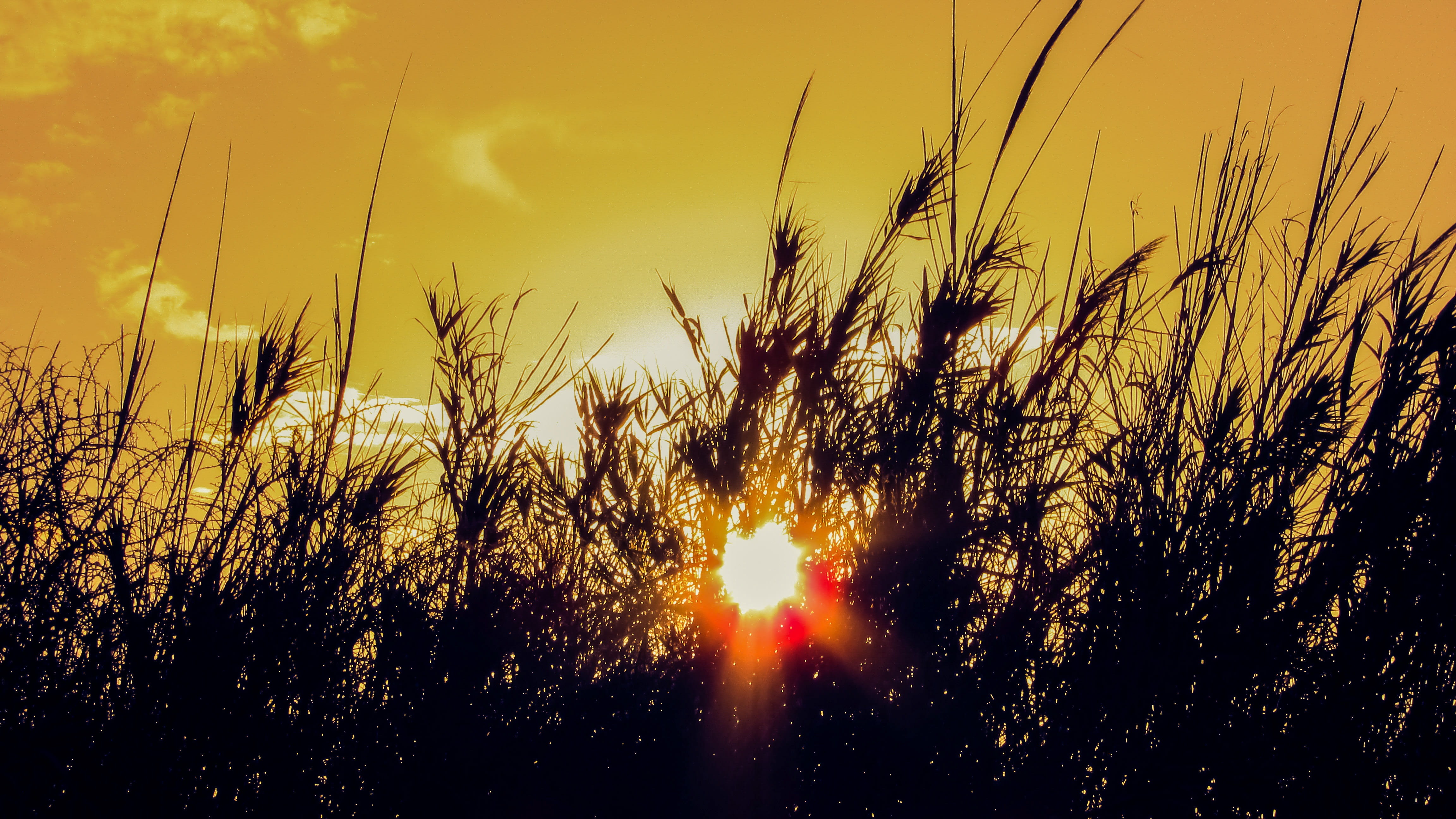 Reeds, sky, tranquility, tranquil scene, orange Color, scenery, nature, 4K, growth, no People, beauty In Nature, grass, cloud - sky, plant, meadow, silhouette, HD Wallpaper