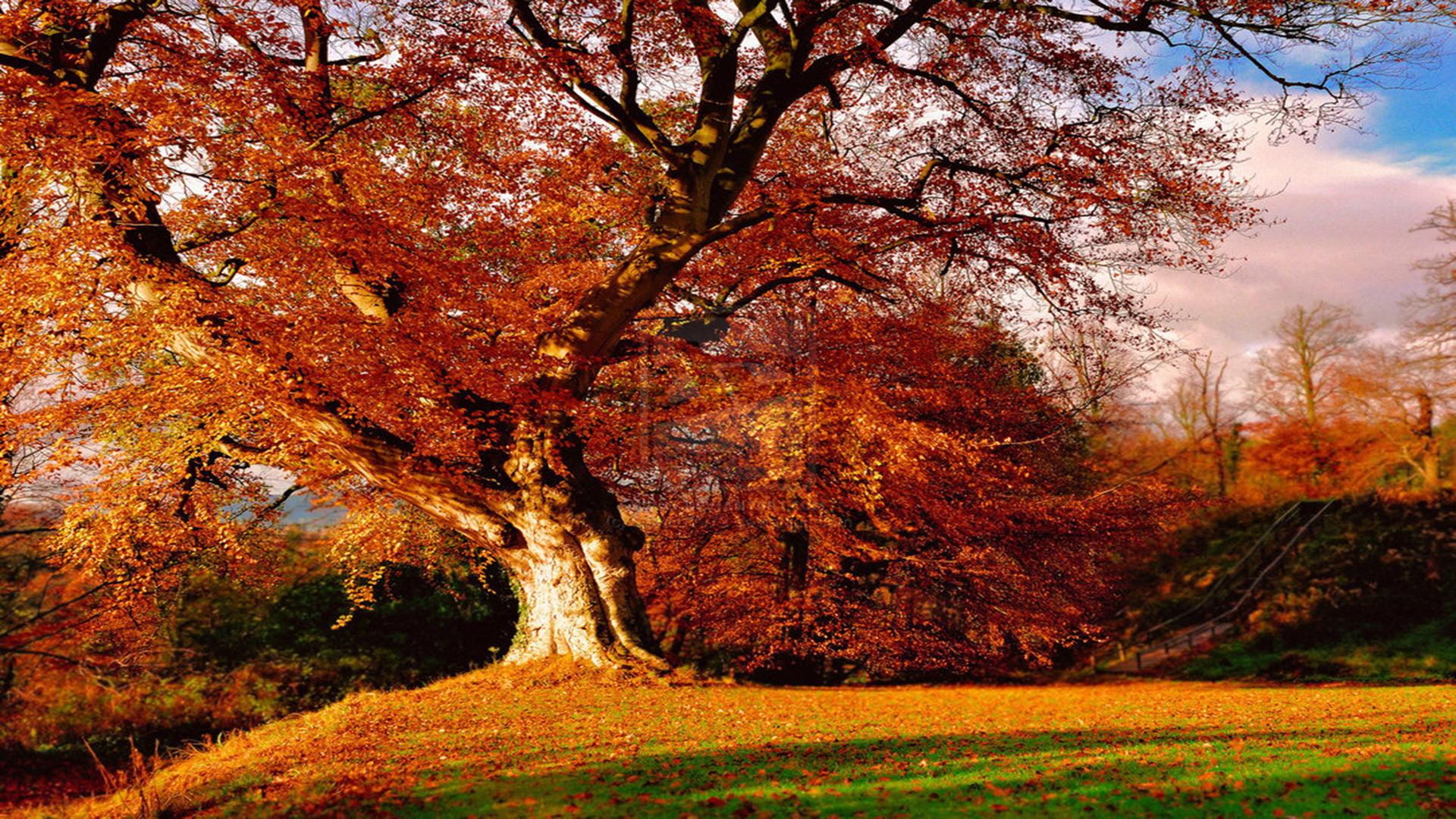1080P, 3d and abstra, autumnal, leaves, autumn, fields, sunshine, sunset, trees, afternoon, orange, seasons, colors, HD Wallpaper