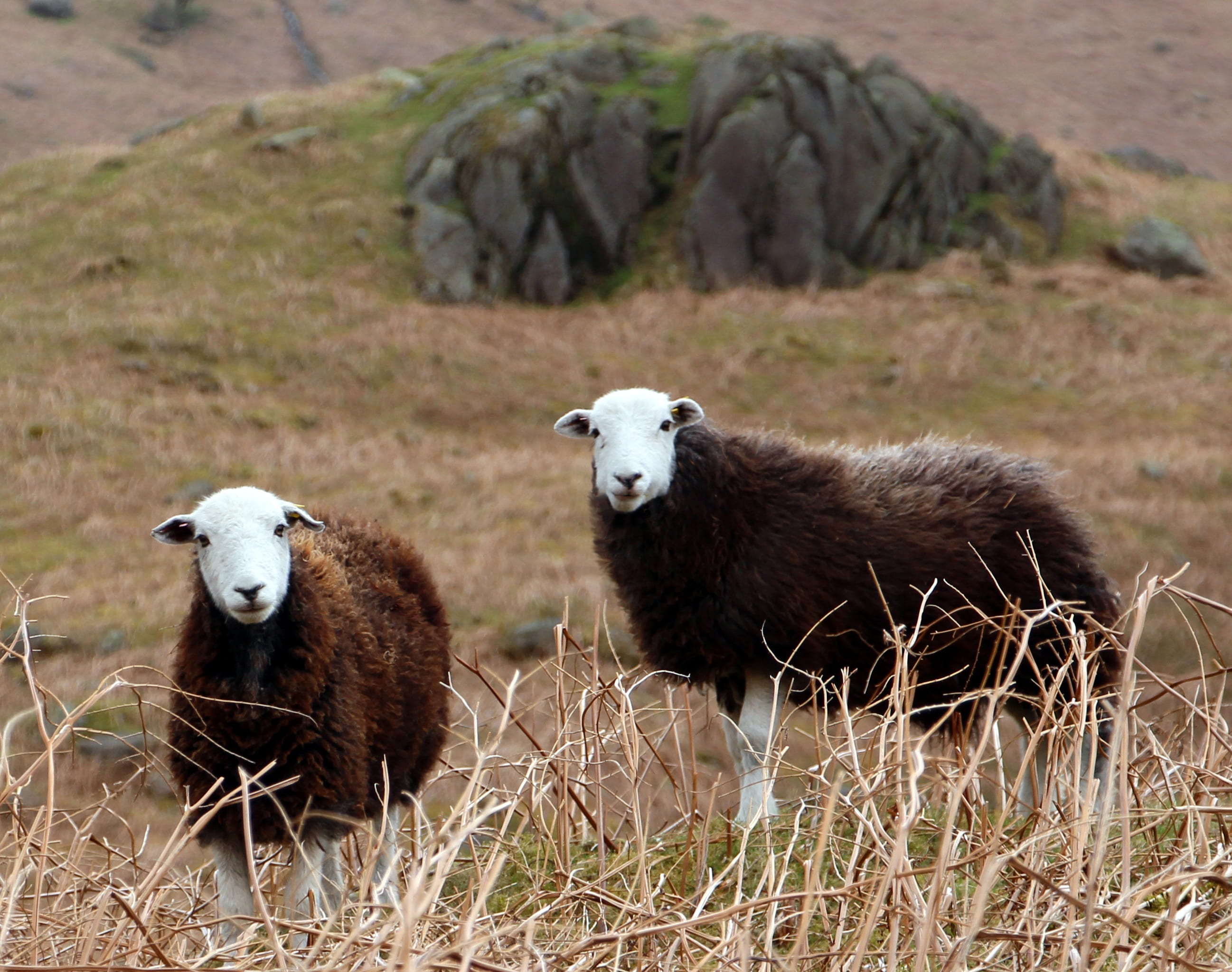 england, ewe, animal, animals in the wild, two, two animals, day, cumbrian sheep, goats, english, herbivorous, farm, livestock, mammal, domestic, domestic animals, HD Wallpaper