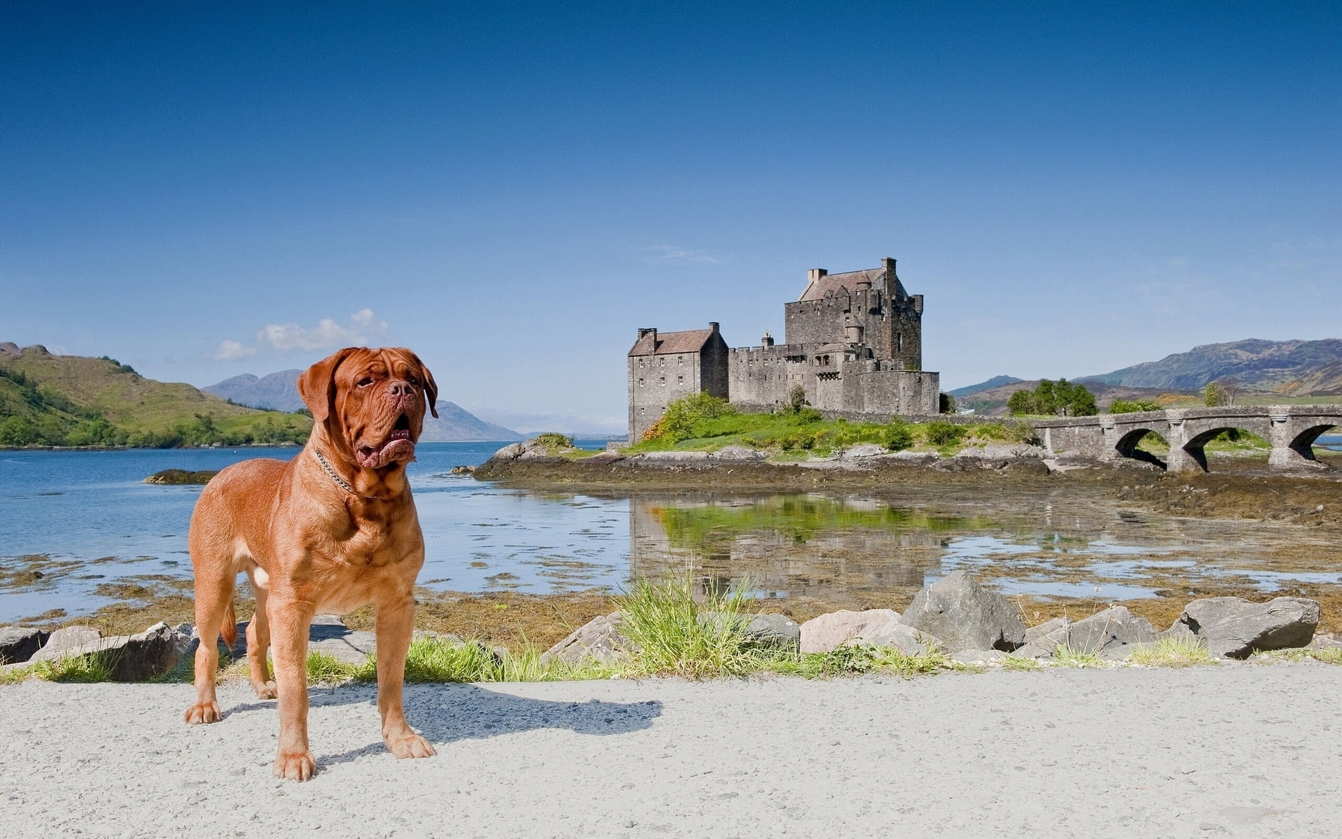 Eilean Donan Castle, nature, Dogue de Bordeaux, canine, day, sky, 1080P, vertebrate, Scotland, pets, one animal, Dornie, architecture, domestic animals, HD Wallpaper