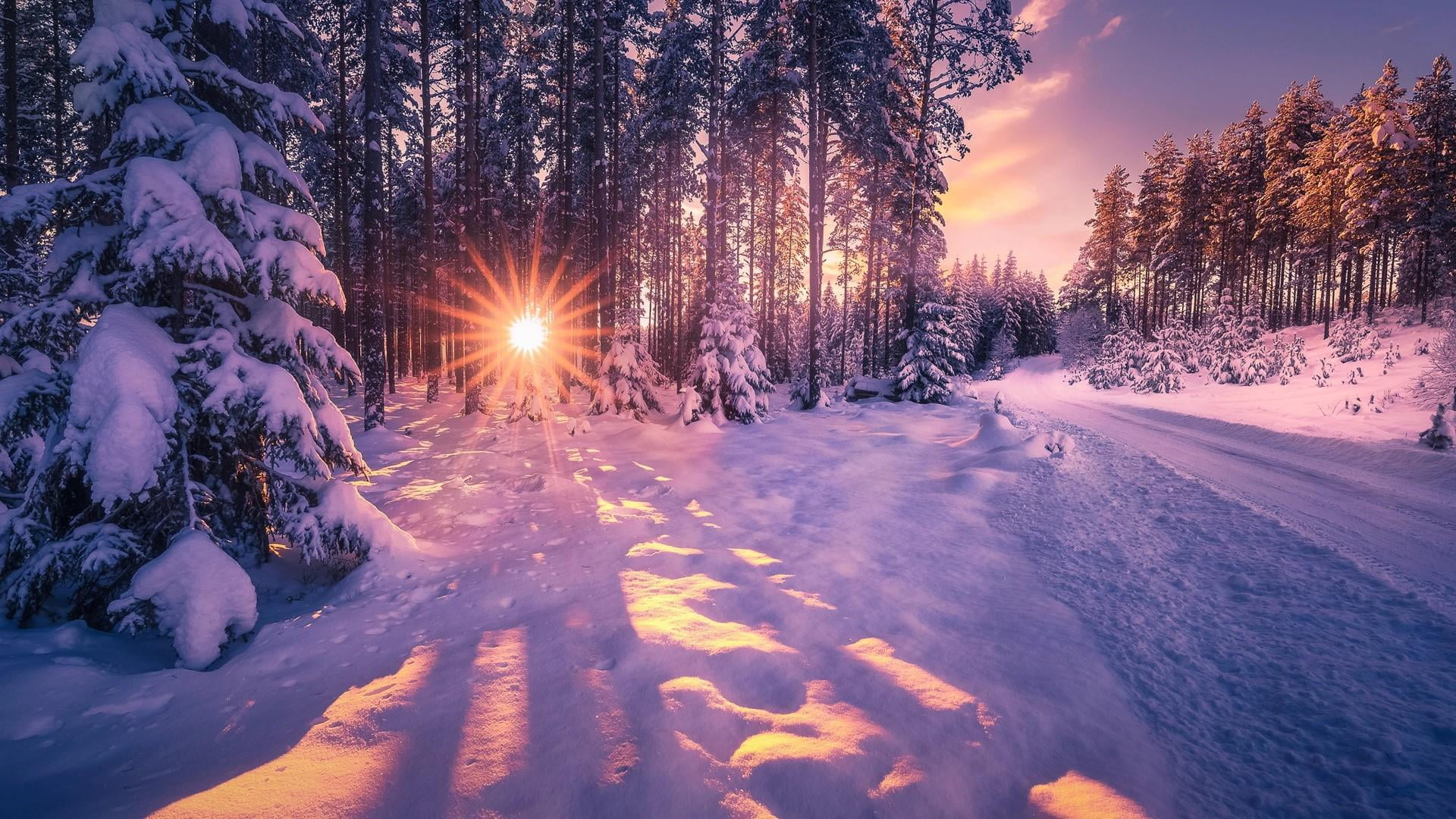 sky, sunset, freezing, land, pine tree, pine woodland, sunlight, 1080P, wilderness, evening, tranquil scene, winter, lens flare, snowing, morning, landscape, HD Wallpaper