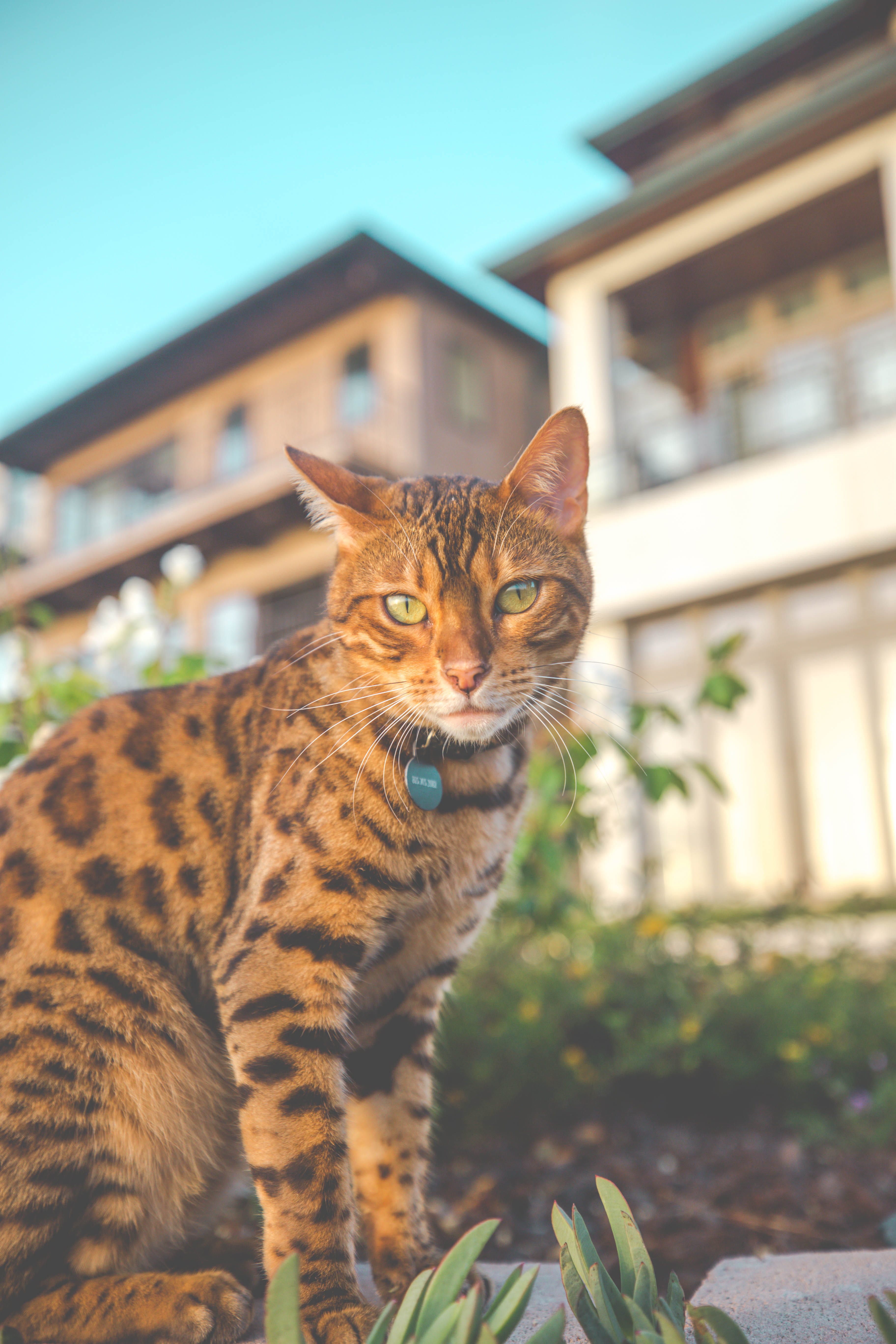 vertebrate, jaguar, tabby, day, building exterior, abyssinian, built structure, kitten, panther, architecture, united states, whisker, feline, black, focus on foreground, Phone HD Wallpaper