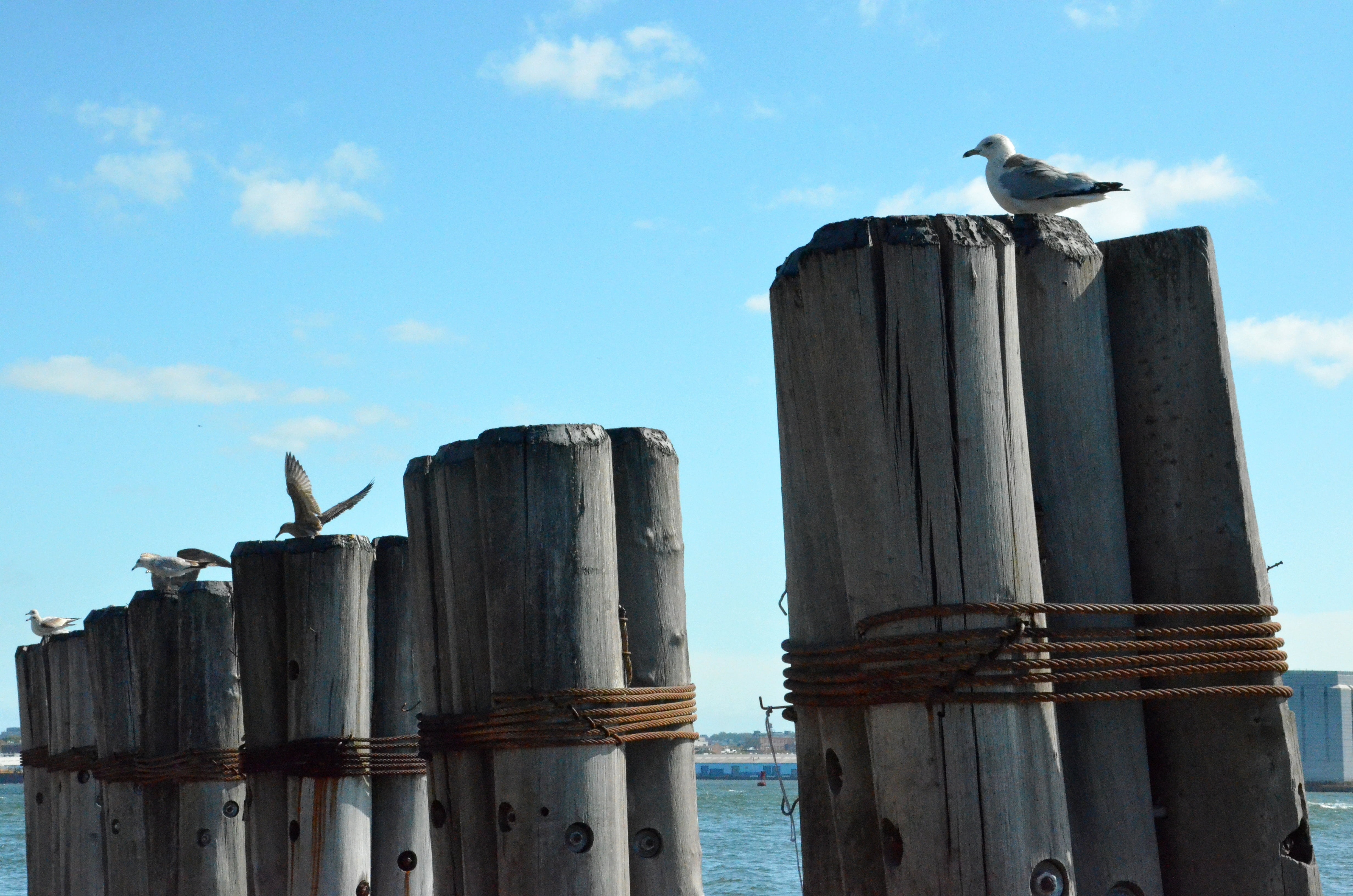 gull, animal themes, manhattan, cloud - sky, ocean, architecture, wood - material, outdoors, water, sky, beach, good weather, animals in the wild, animal wildlife, HD Wallpaper
