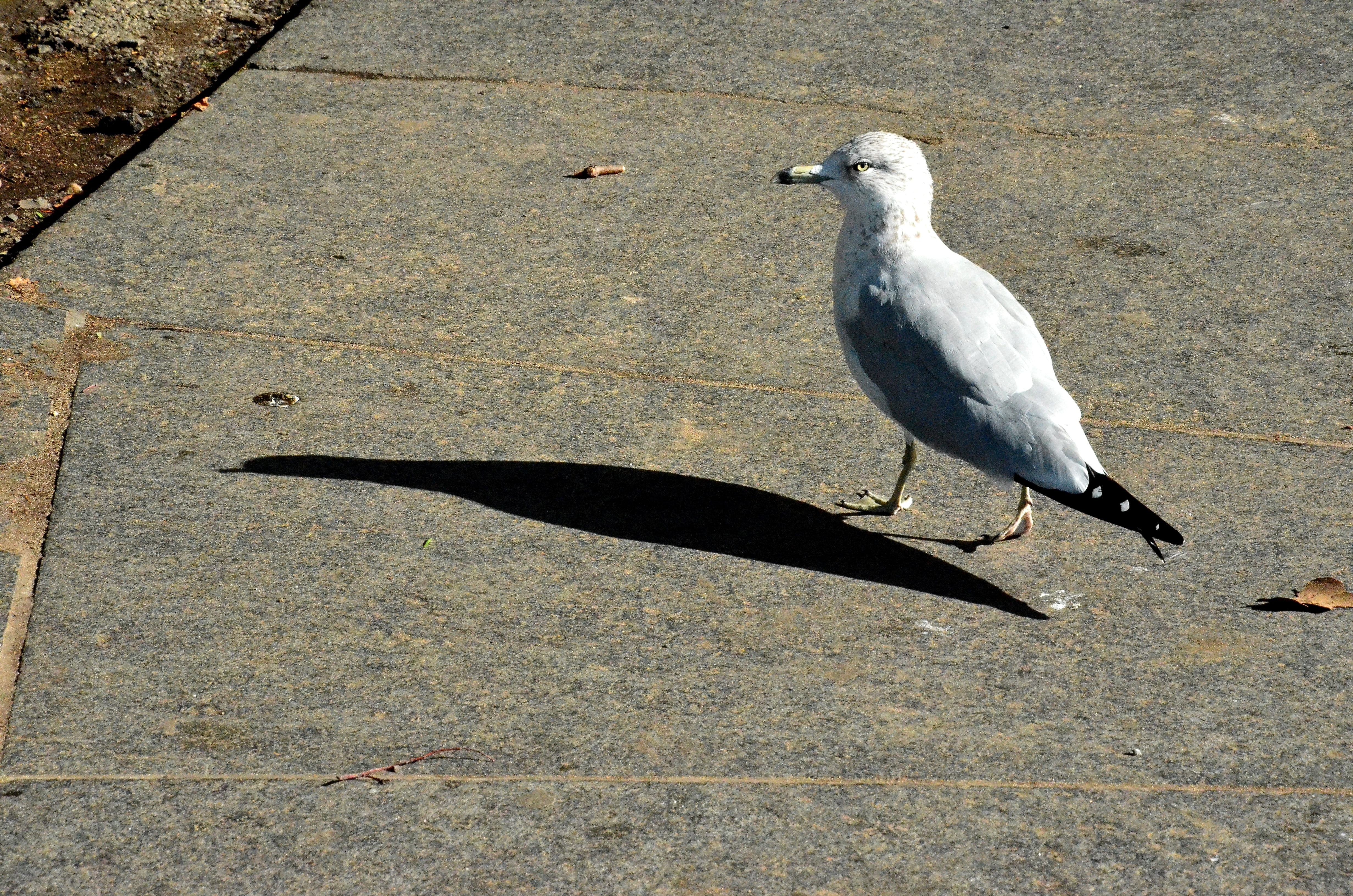 animals in the wild, 4K, shadow, nature, ground, sunlight, idyll, perching, high angle view, animal wildlife, bird, seagull, white color, light, animal, HD Wallpaper