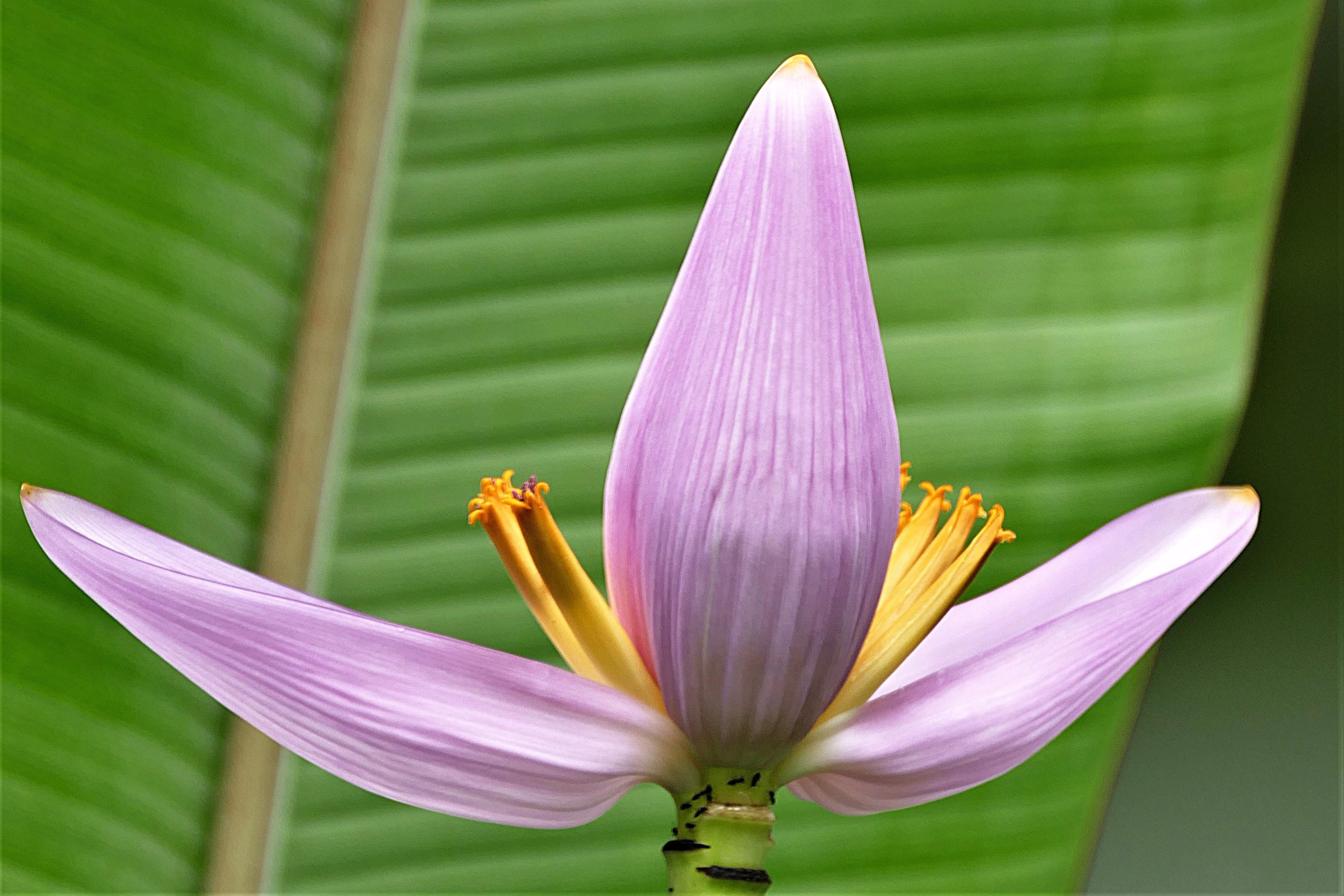 photo, beauty in nature, springtime, outdoors, no people, growth, freshness, banana, purple, nature, ornamental garden, palm leaf, plant, flower head, flowering plant, HD Wallpaper
