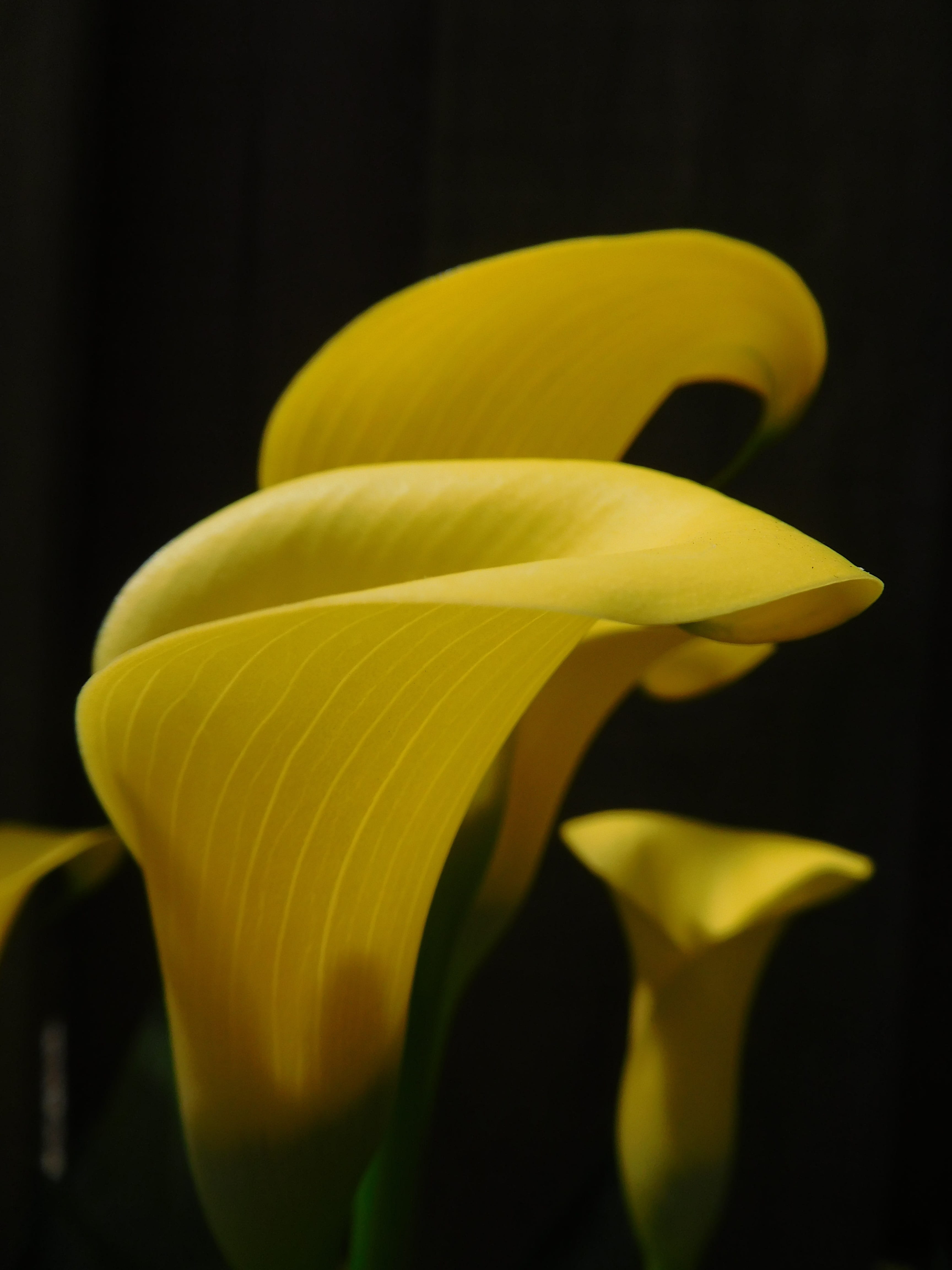close-up, no people, Lily, soft focus, focus on foreground, Calla Lily, beauty in nature, fragility, 4K, Plant, studio shot, flower head, Yellow, vulnerability, Phone HD Wallpaper