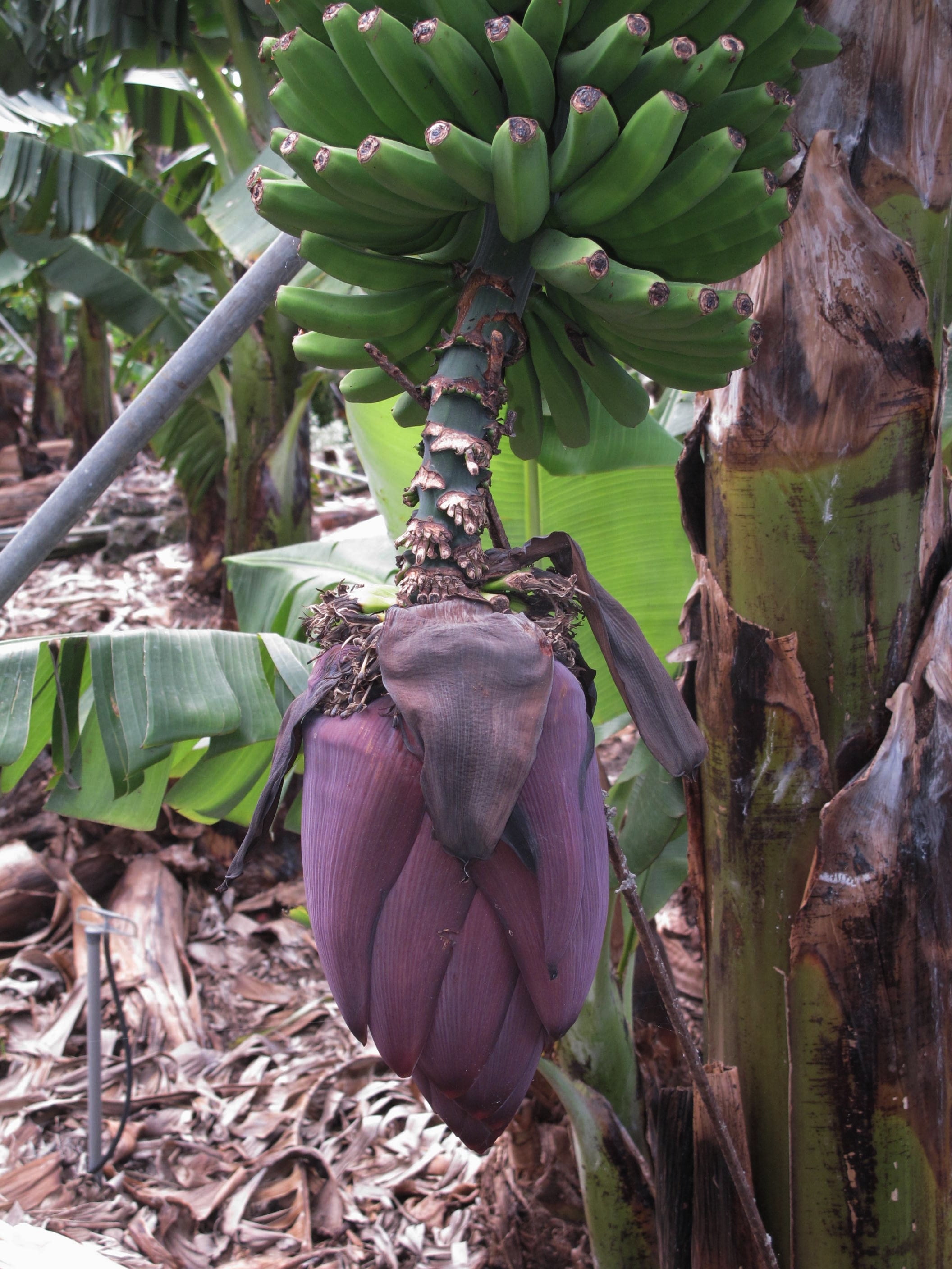 healthy eating, beauty in nature, la palma, food, banana tree, fruit, plant part, freshness, tree, nature, day, banana shrub, ripe, growth, plant, no people, Phone HD Wallpaper