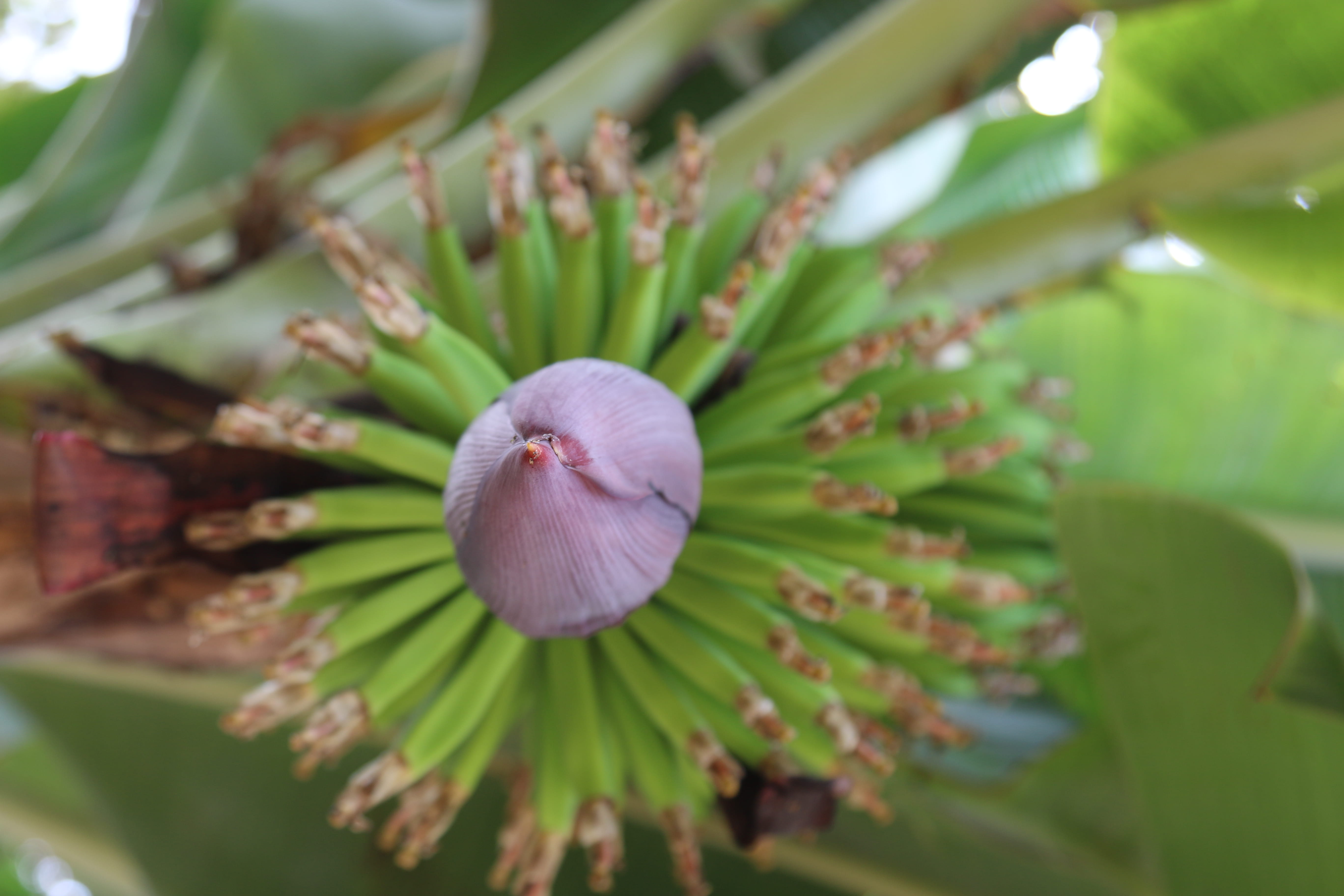 tanzania, focus on foreground, plant part, nature, fragility, banana, tree, no people, 5K, growth, day, tranquility, leaf, selective focus, flower, close-up, HD Wallpaper