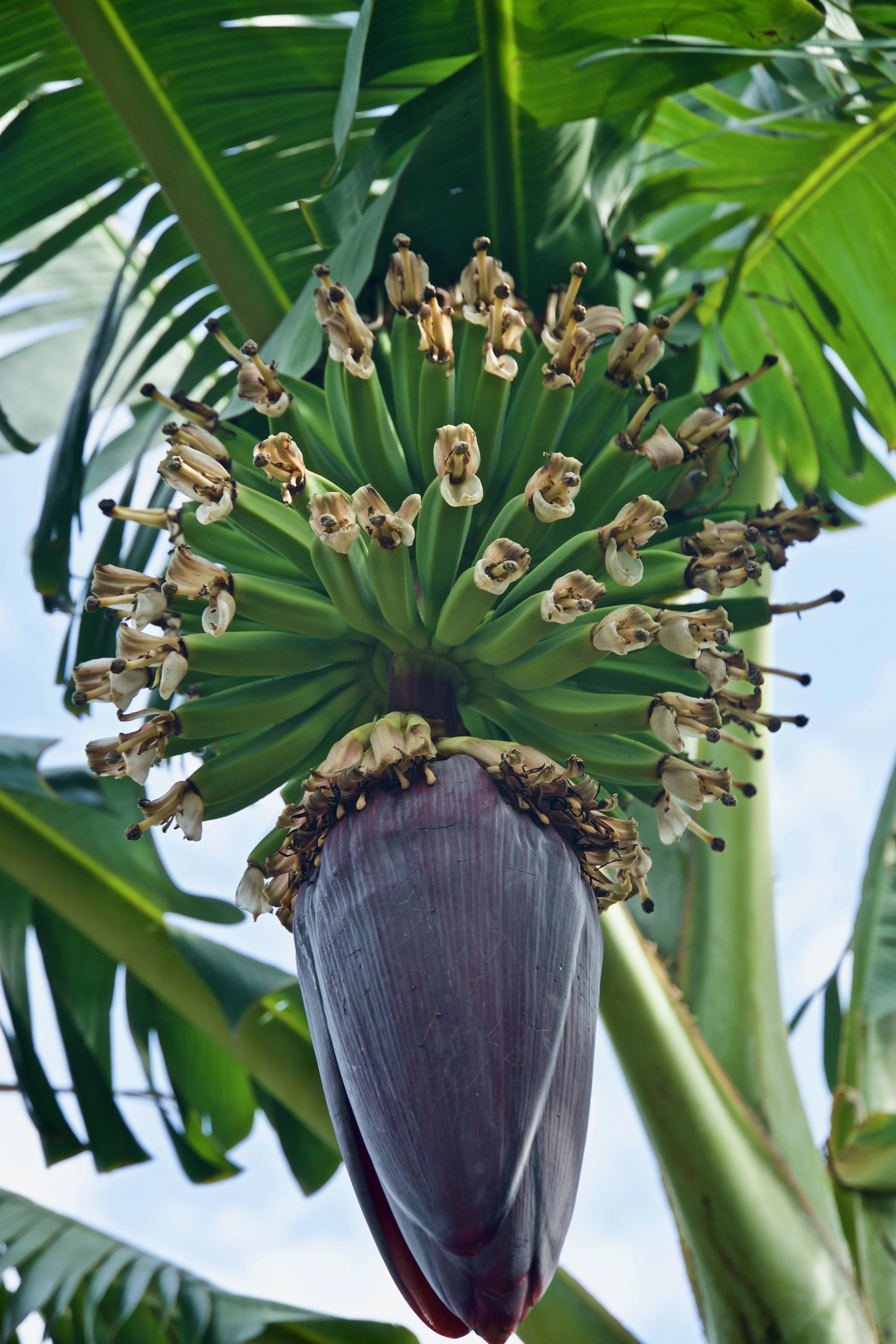 season, green color, vulnerability, nature, focus on foreground, outdoors, flower, plant part, banana tree, no people, freshness, fresh, green, day, plant, Phone HD Wallpaper