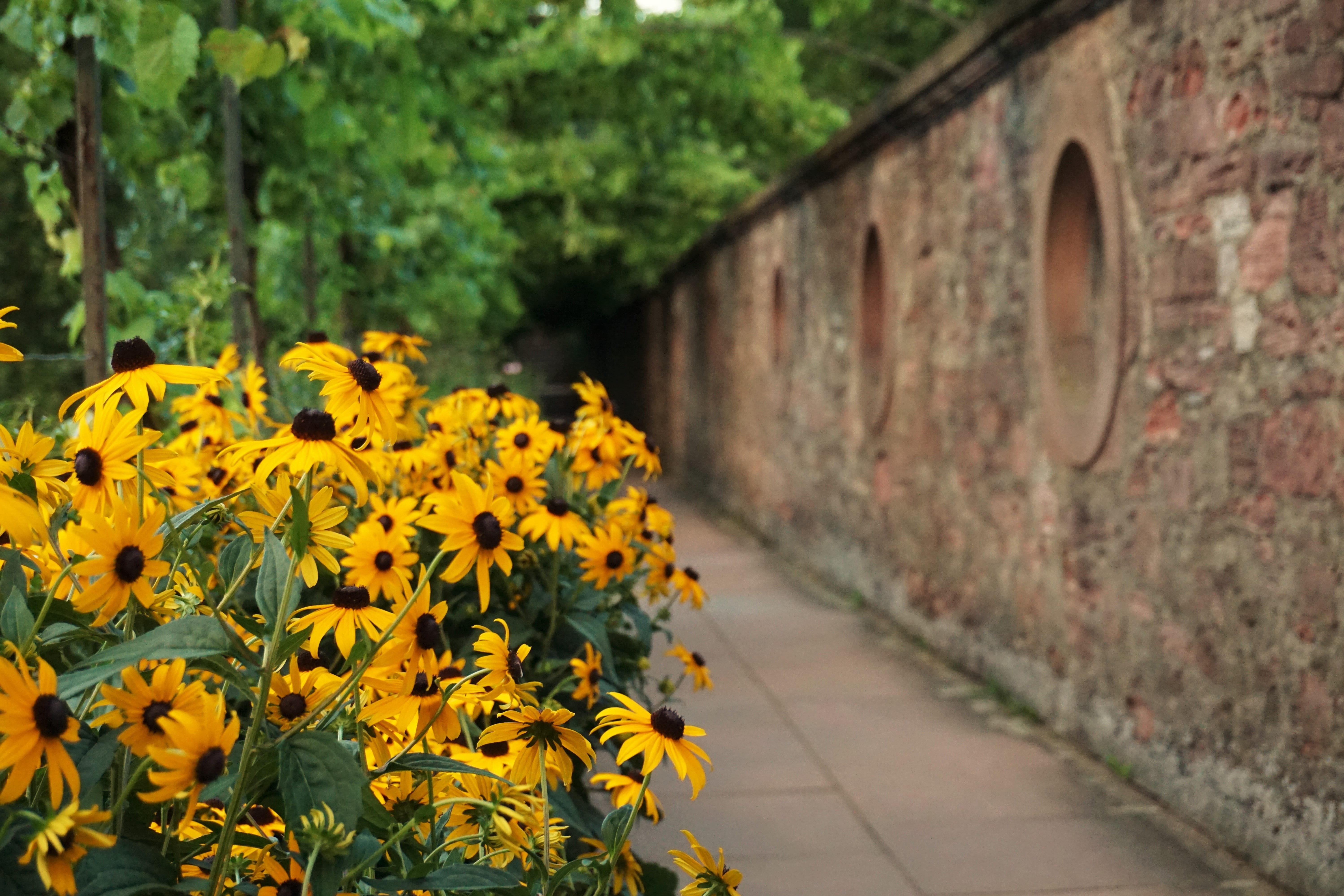 growth, yellow, transportation, summer, built structure, nature, aschaffenburg, yellow flower, sand stone, yellow flowers, plant, outdoors, road, blossom, HD Wallpaper