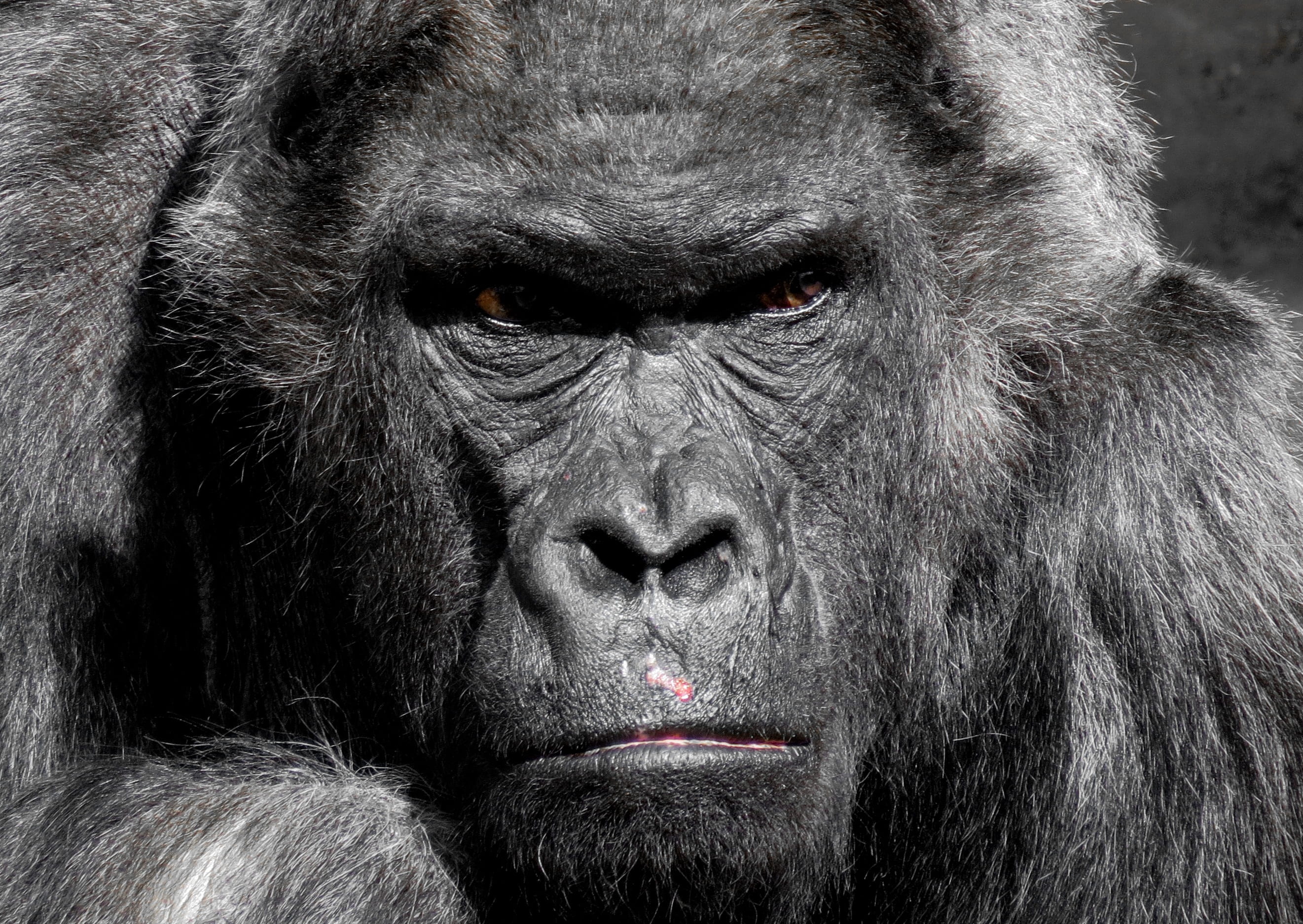 grim, animal portrait, zoo, 2K, day, ape, monkey, gorilla, ernst, animal hair, boss, eyes, view, focus on foreground, primate, no people, black, watch, HD Wallpaper