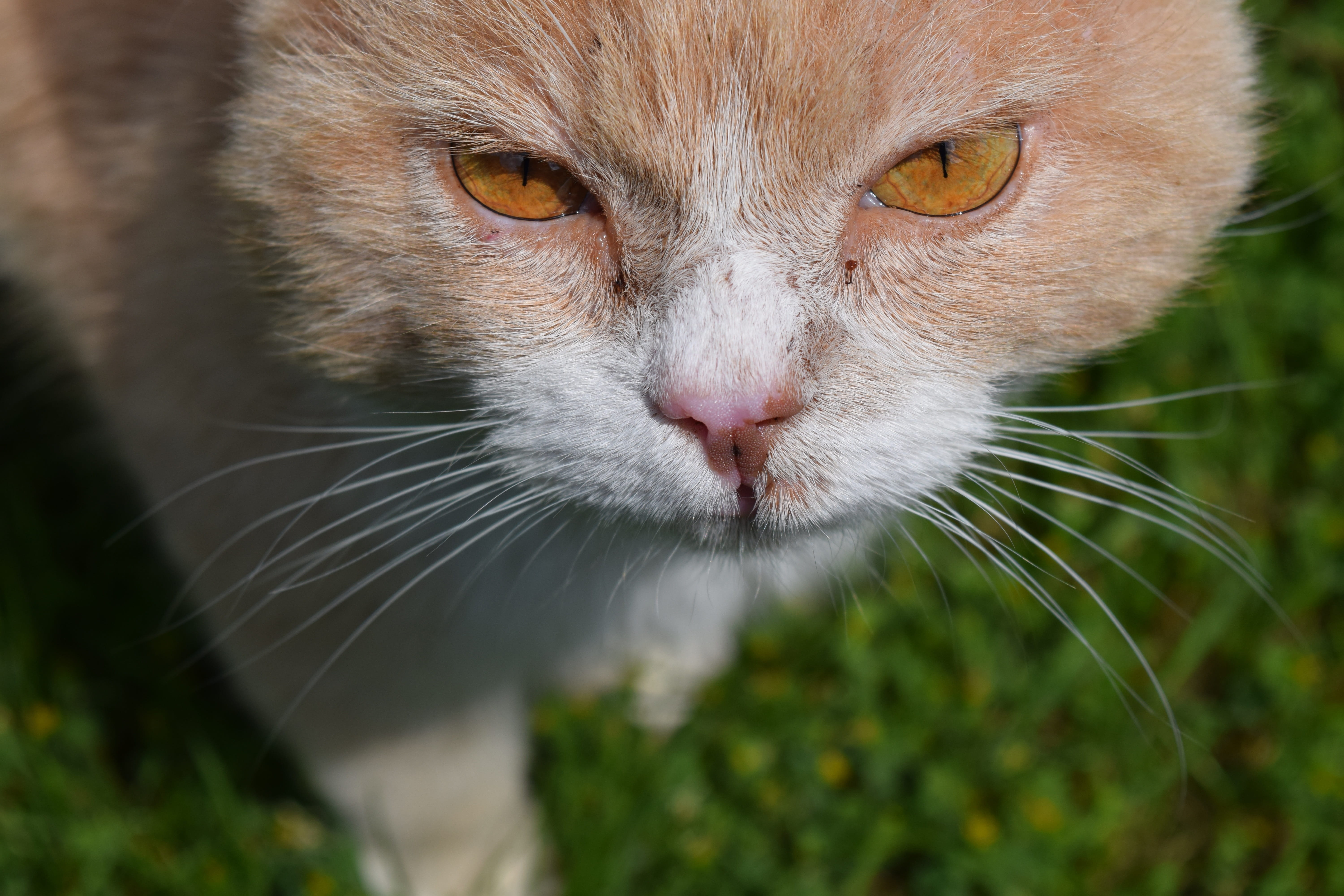 animal eye, portrait, watch, View, Close, snout, domestic animals, cats eyes, cat, ernst, yellow eyes, one animal, eyes, mammal, pets, dangerous, animal nose, HD Wallpaper