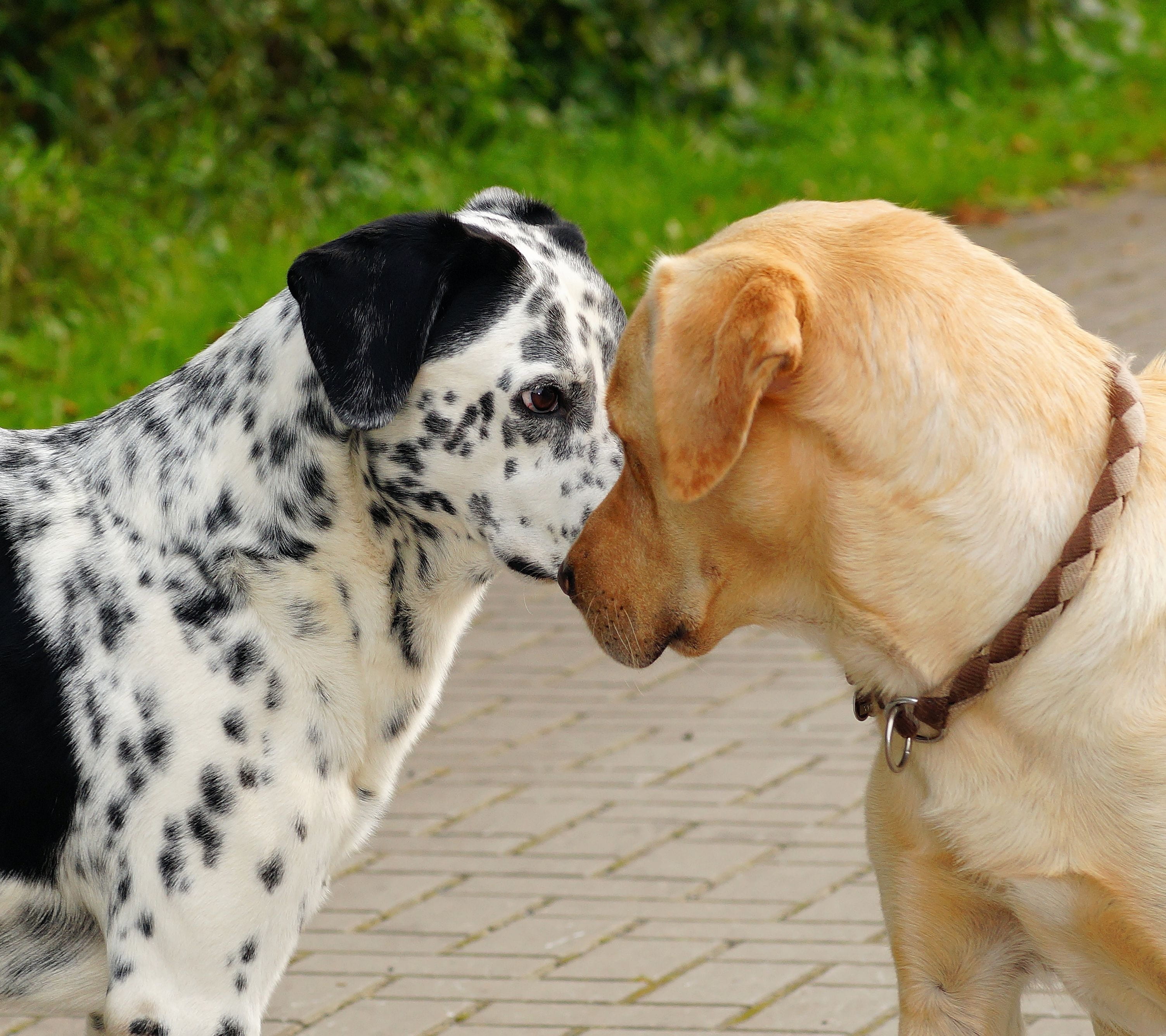 2K, show strength, land, mammal, one animal, retriever, dog, no people, focus on foreground, animal themes, footpath, dogs, yellow, vertebrate, canine, HD Wallpaper