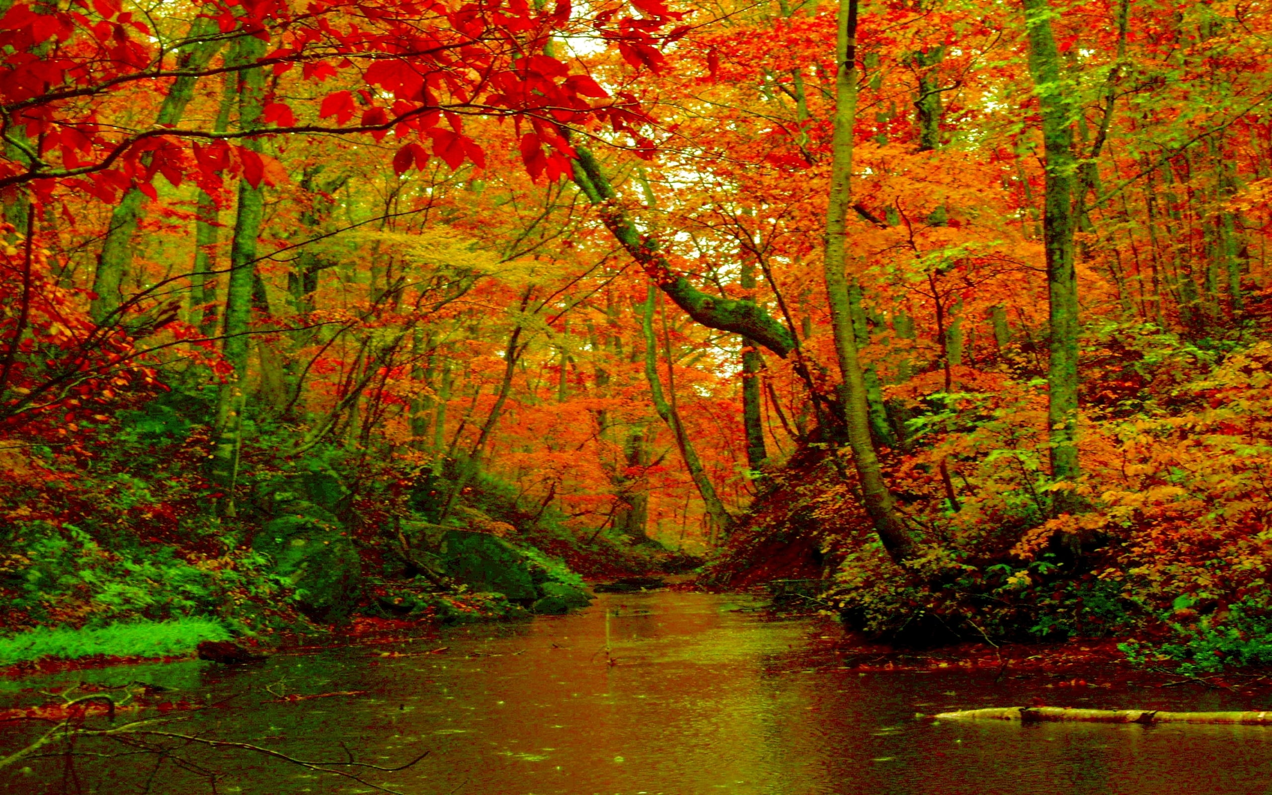 background, autumn, forest, hd, river, desktop, 2K, HD Wallpaper