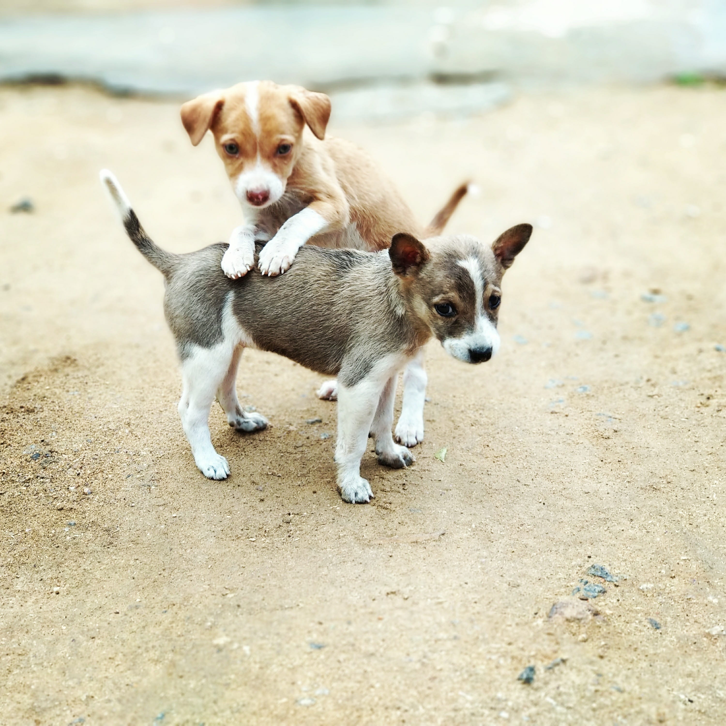 indian dogs, 2K, animal, canine, pet, sand, dog, young, little, day, adorable, land, pets, animal themes, domestic, no people, vertebrate, beach, breed, Phone HD Wallpaper