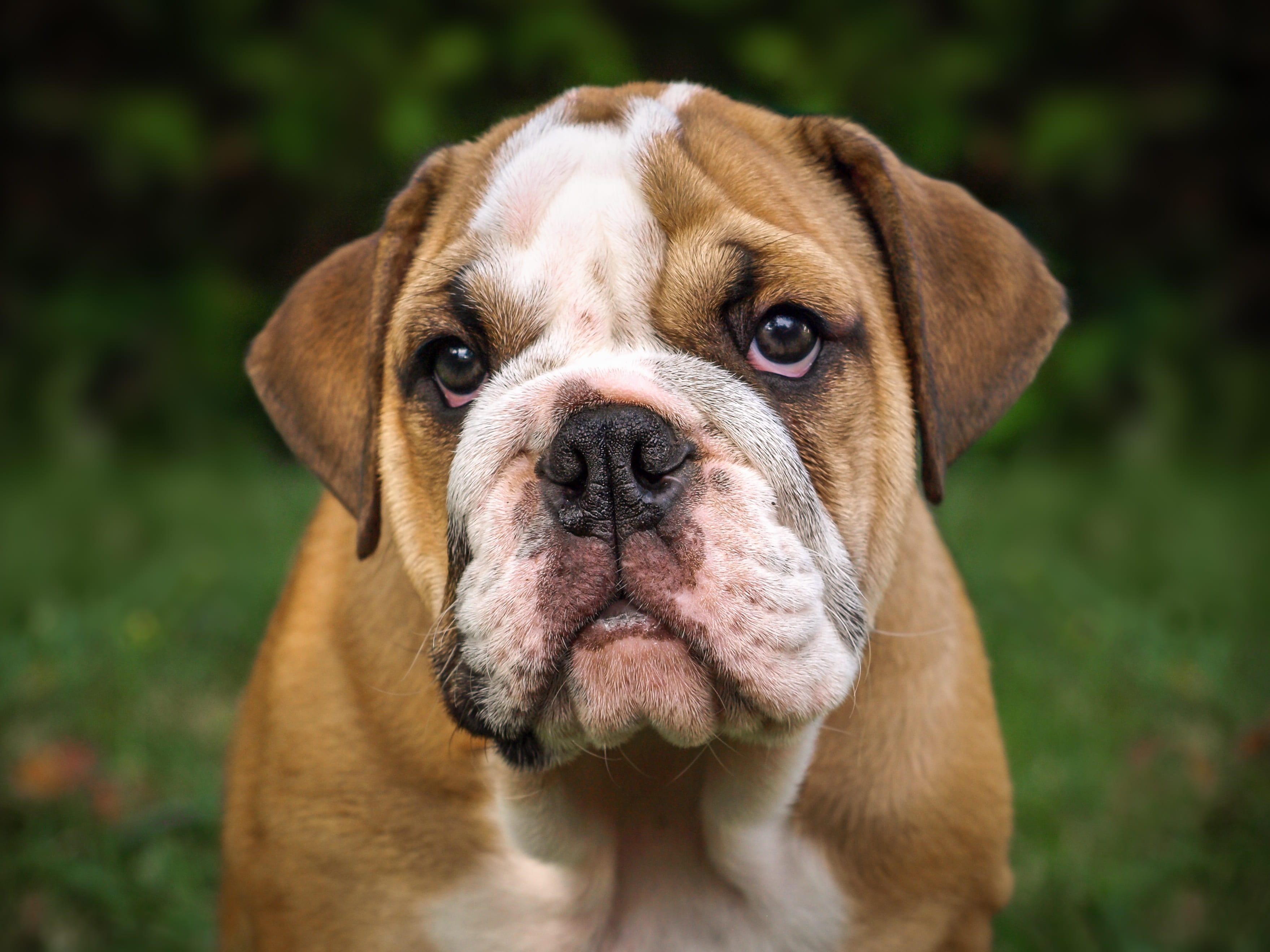animal head, canine, one animal, purebred dog, puppy, domestic, 2K, portrait, looking, cute, pets, looking at camera, focus on foreground, bulldog, english, HD Wallpaper