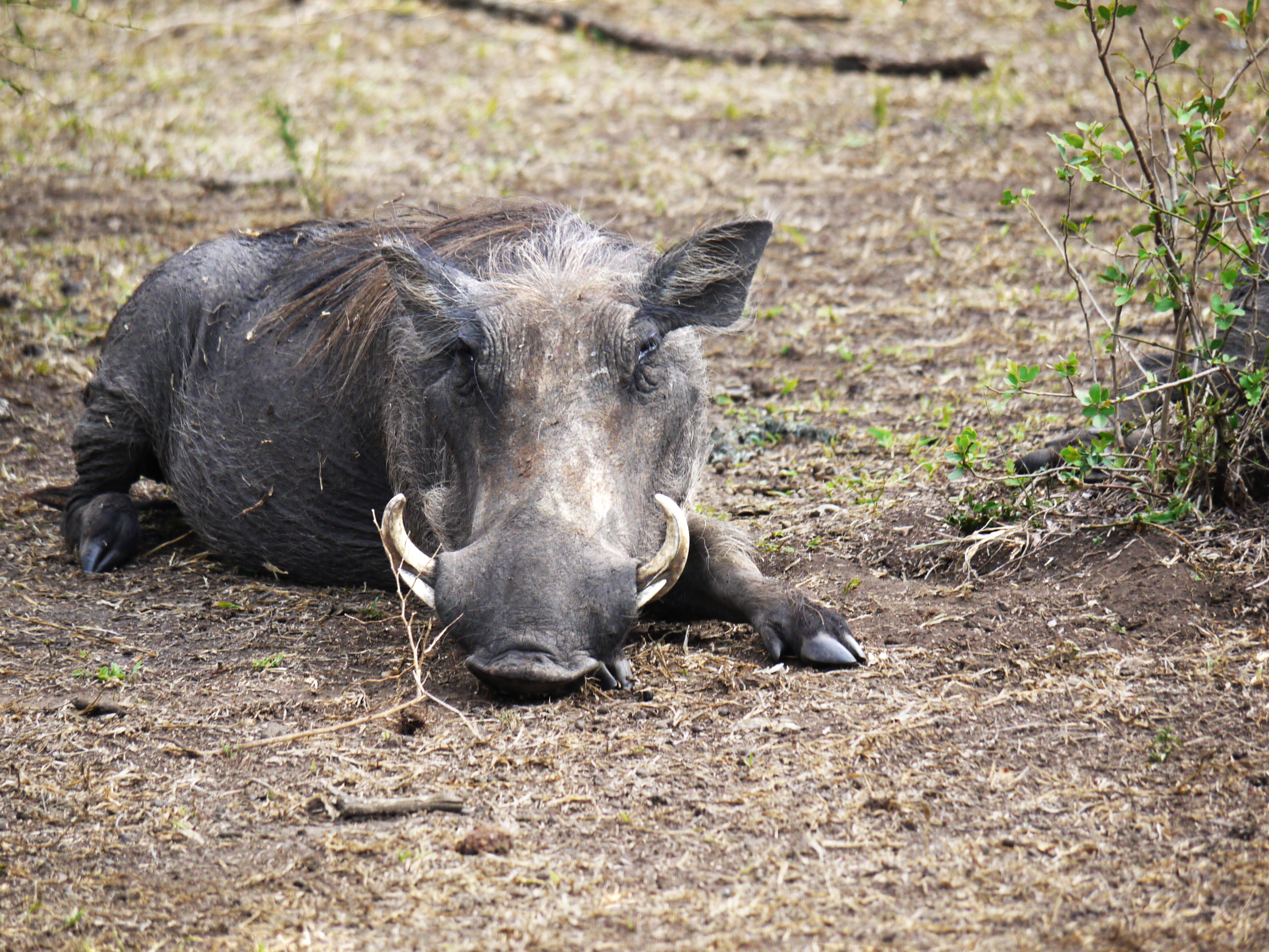 hauer, wild animals, livestock, dom, outdoors, pigs, animal wildlife, canines, portrait, animal head, animals In The Wild, wildlife, mammal, domestic, 4K, HD Wallpaper