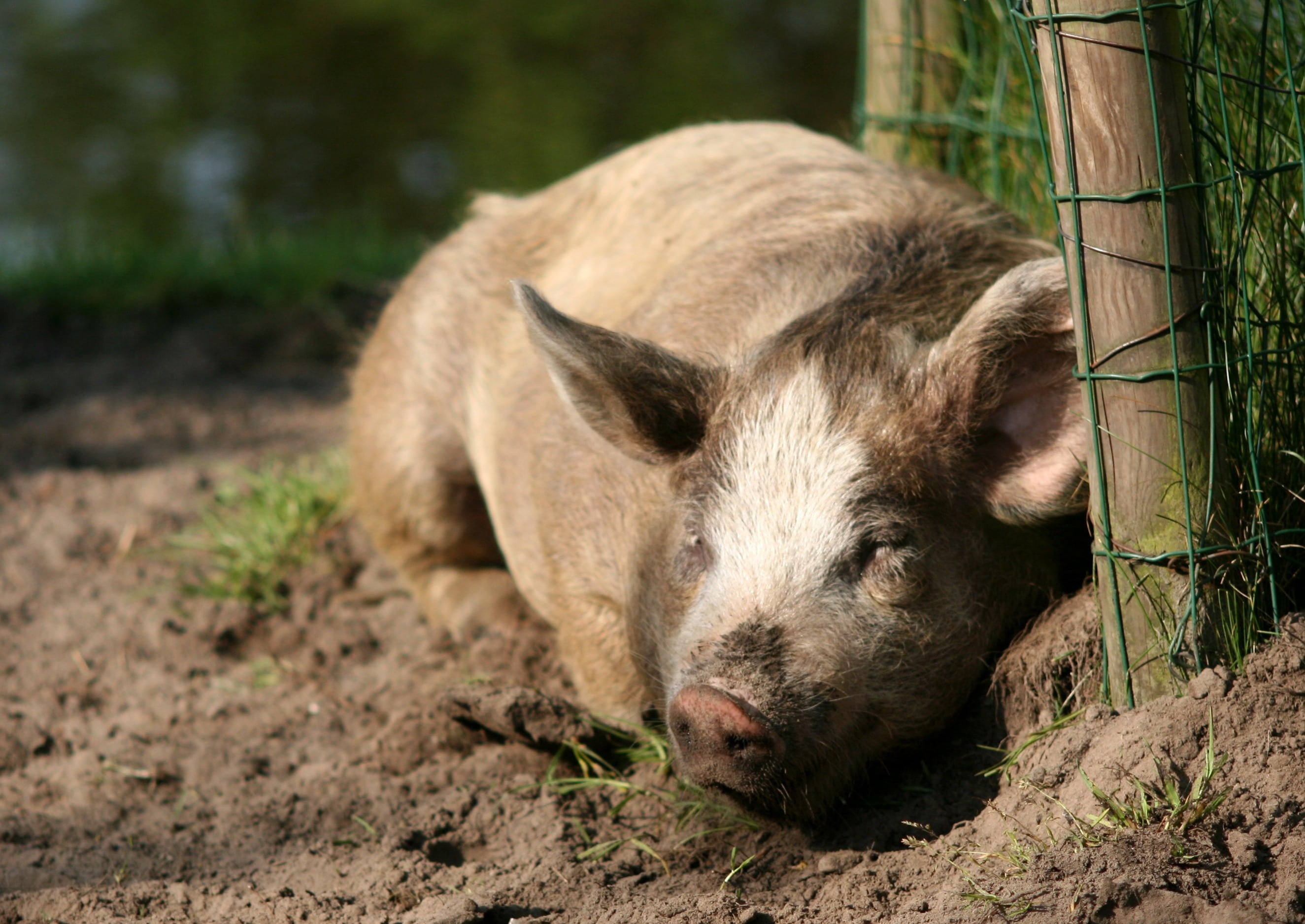 animal, boundary, livestock, wild, green, happy pig, brown, relaxation, pets, nature, outdoors, one animal, mud, animal head, agriculture, cute, mammal, HD Wallpaper