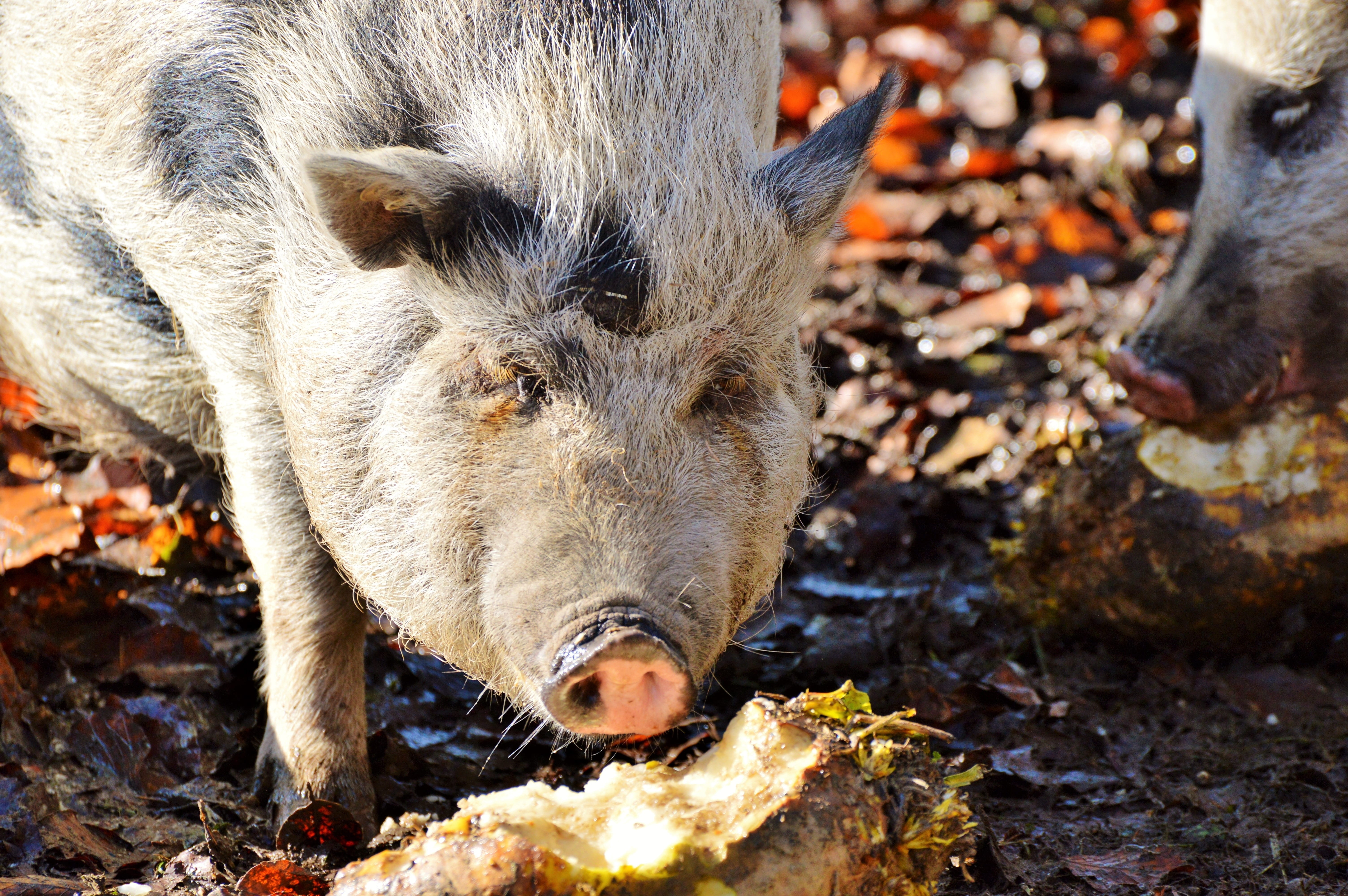 domestic, thick, leaf, plant part, nature, field, wildpark poing, dirty, one animal, sow, animal body part, domestic pig, focus on foreground, 5K, wild boar, HD Wallpaper