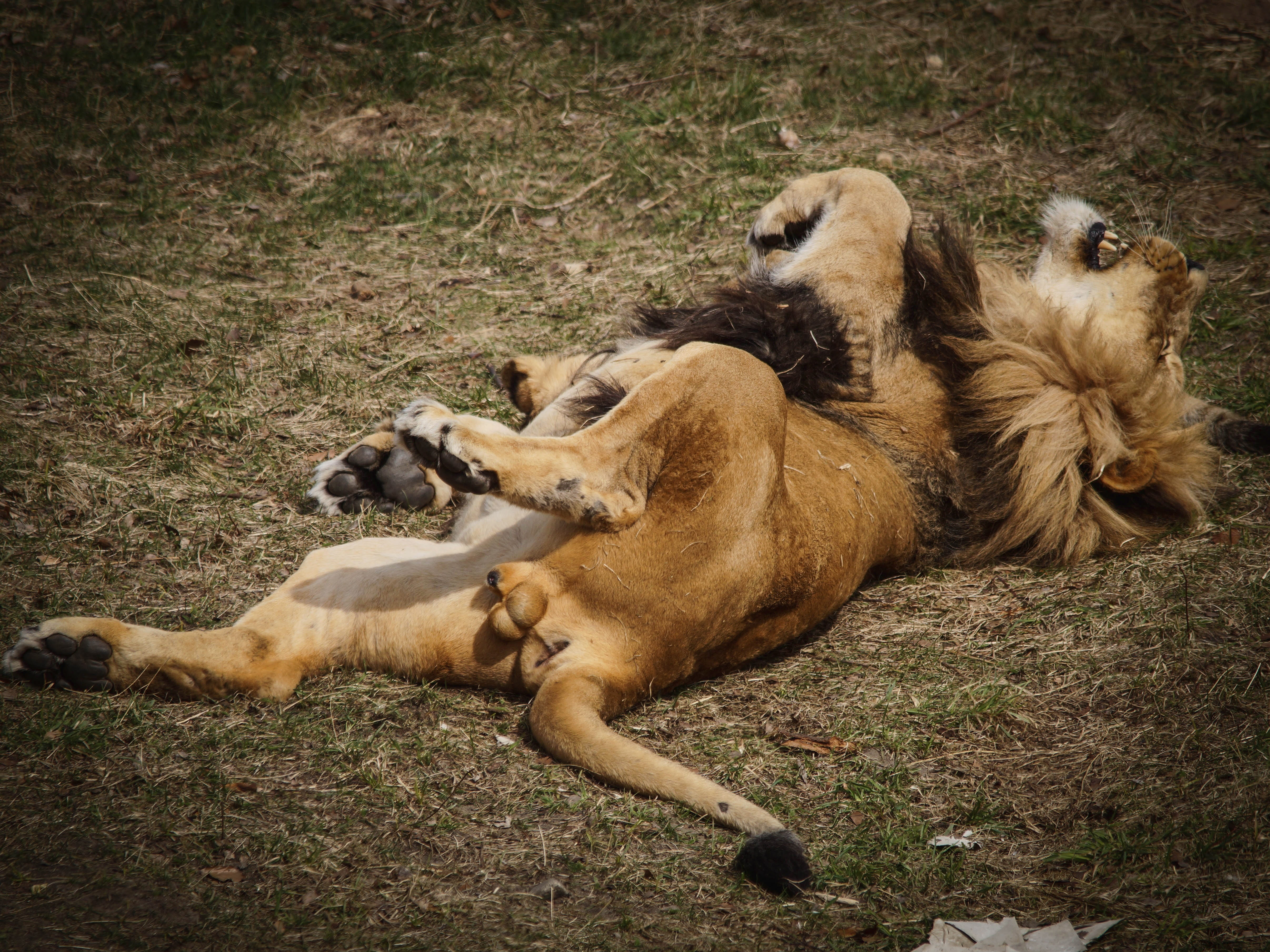 relaxation, lioness, vertebrate, group of animals, lounging, lying down, safari, field, 4K, grass, feral cat, animal family, wild, land, Predator, animal themes, HD Wallpaper