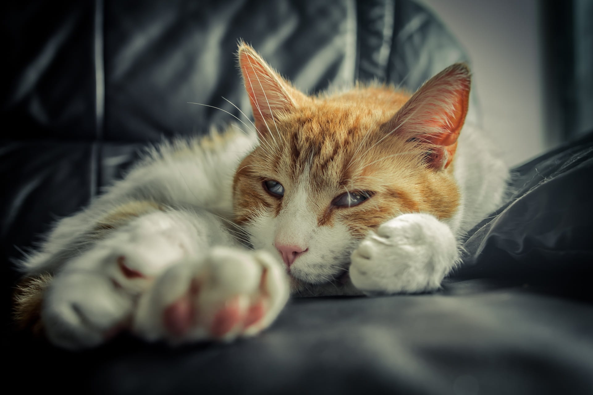 cute, sleeping, lying Down, vertebrate, resting, pets, Red, kitten, animal themes, animal body part, domestic, mammal, 1080P, fur, ginger cat, tabby, selective focus, HD Wallpaper