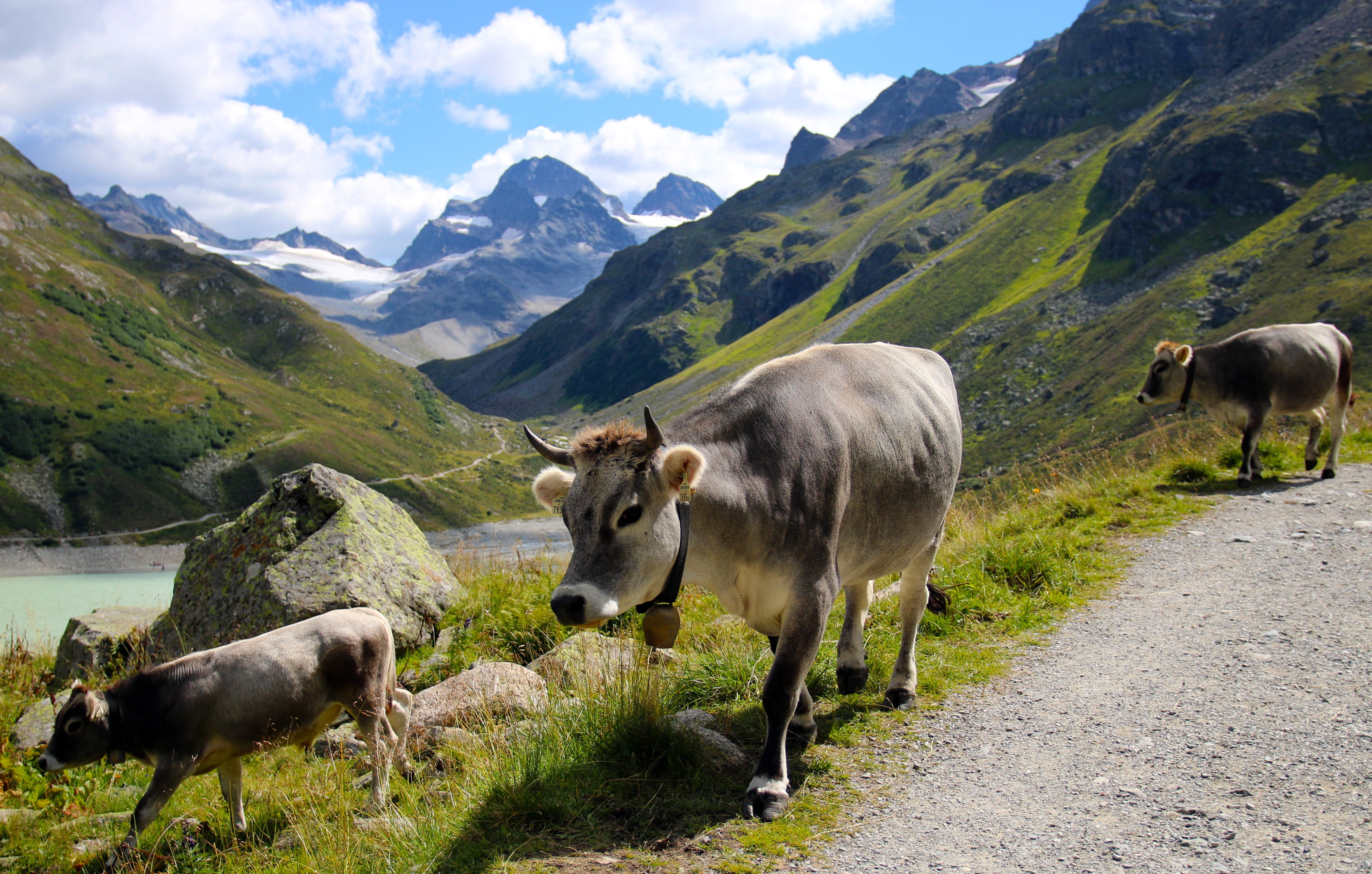 herbivorous, domestic, summer, pasture, scenics - nature, domestic animals, cows, animal themes, group of animals, mountain range, nature, vertebrate, animal, HD Wallpaper