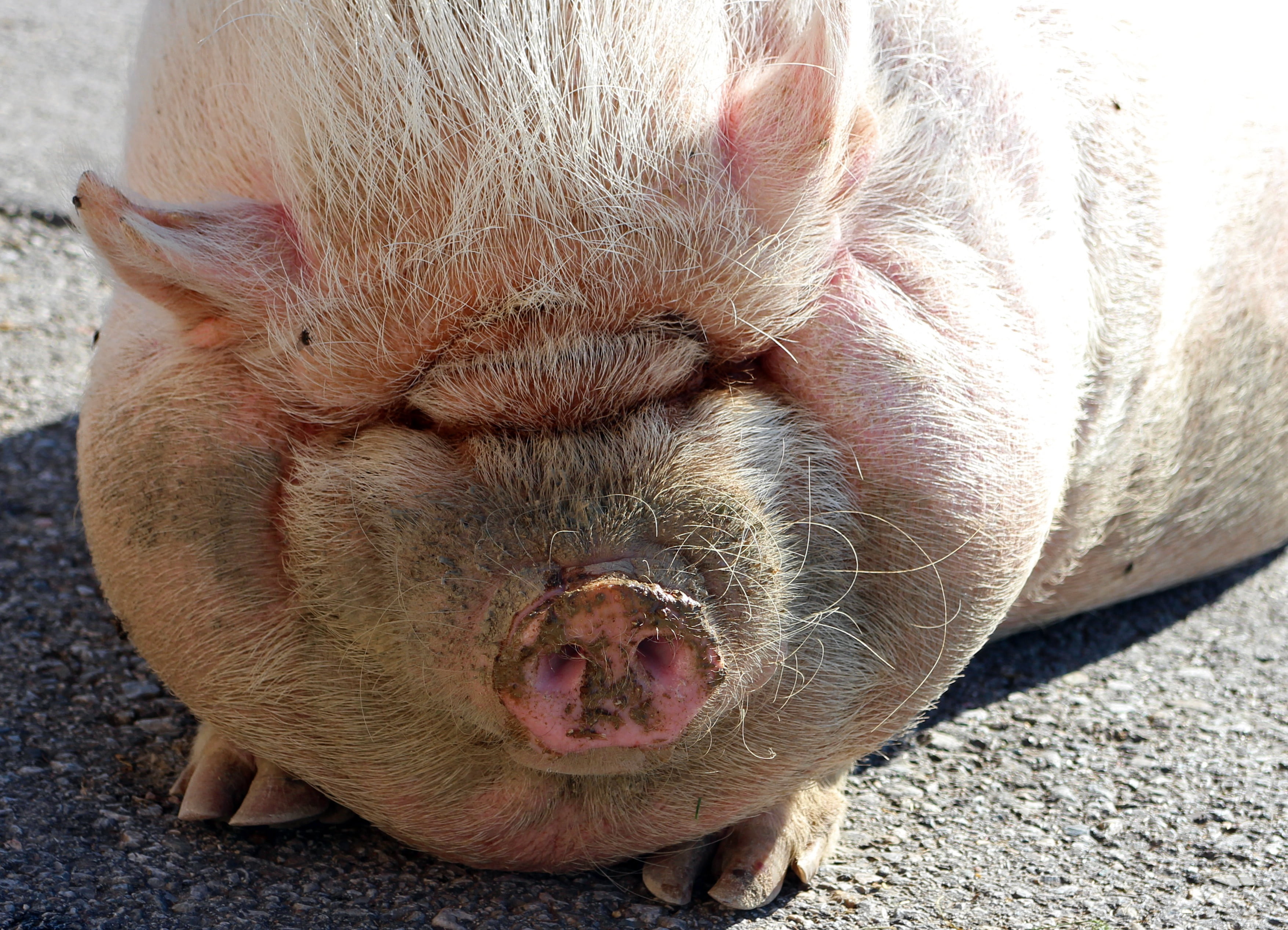 snout, animal head, thick, resting, mammal, pig, domestic, dirty, animal mouth, farm, vertebrate, one animal, lying down, whisker, animal themes, sow, animal nose, HD Wallpaper