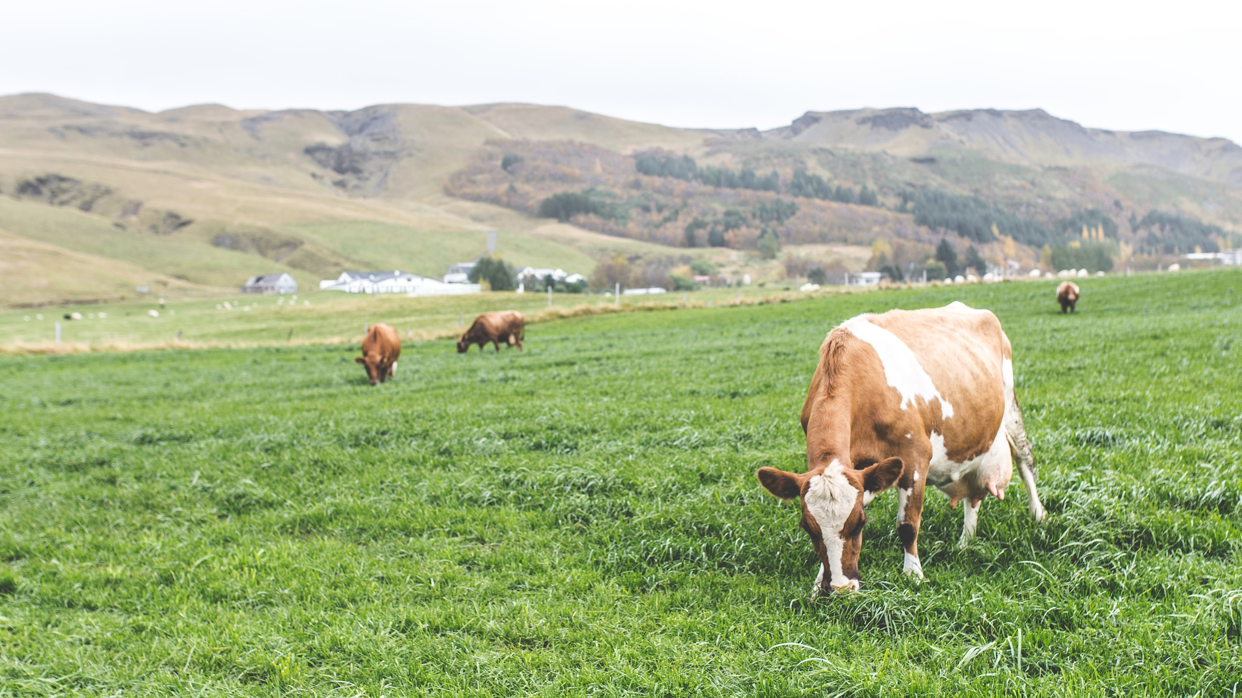 mountain, green color, cow, field, white, livestock, outdoors, trees, herbivorous, cloud, grass, 4K, grassland, domestic animals, cattle, green, animal, HD Wallpaper