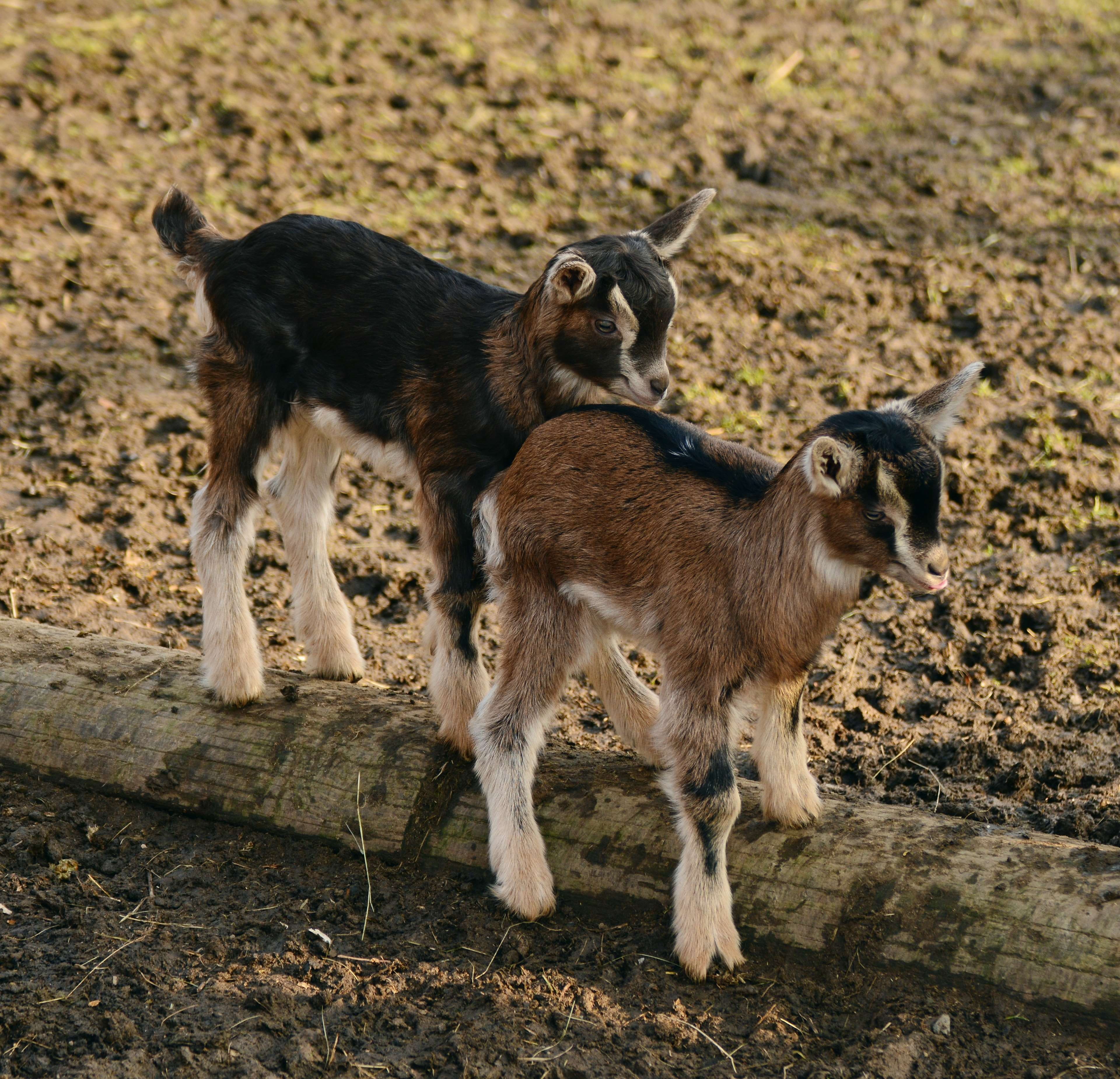 goat, pets, day, pasture, domestic animals, close up, grass, group of animals, nature, outdoors, adorable, canine, breed, baby, two animals, young animal, HD Wallpaper