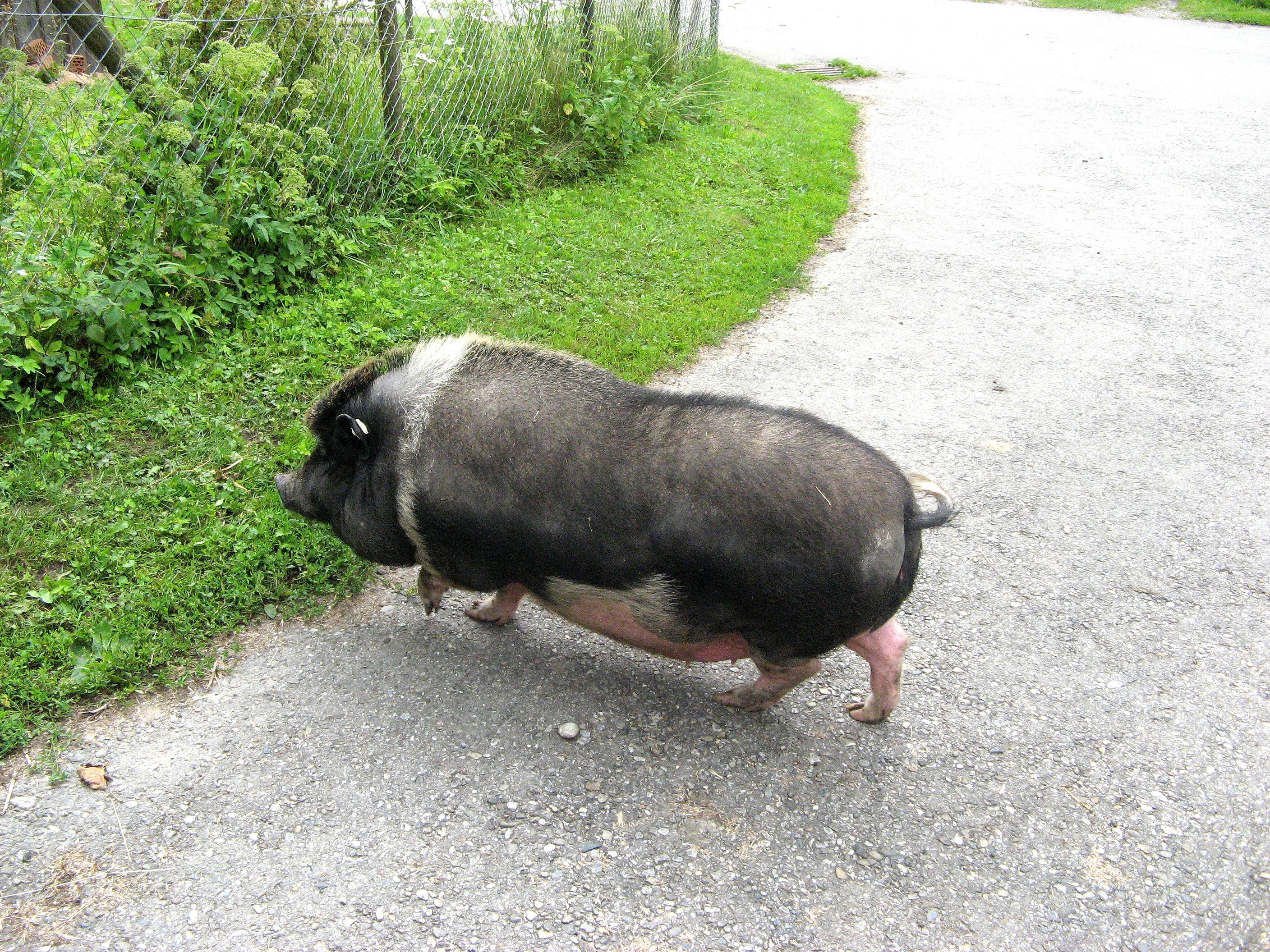2K, road, field, vertebrate, domestic, land, animal, day, dog, one animal, nature, thick, grass, pot bellied pig, footpath, pets, art, livestock, canine, HD Wallpaper
