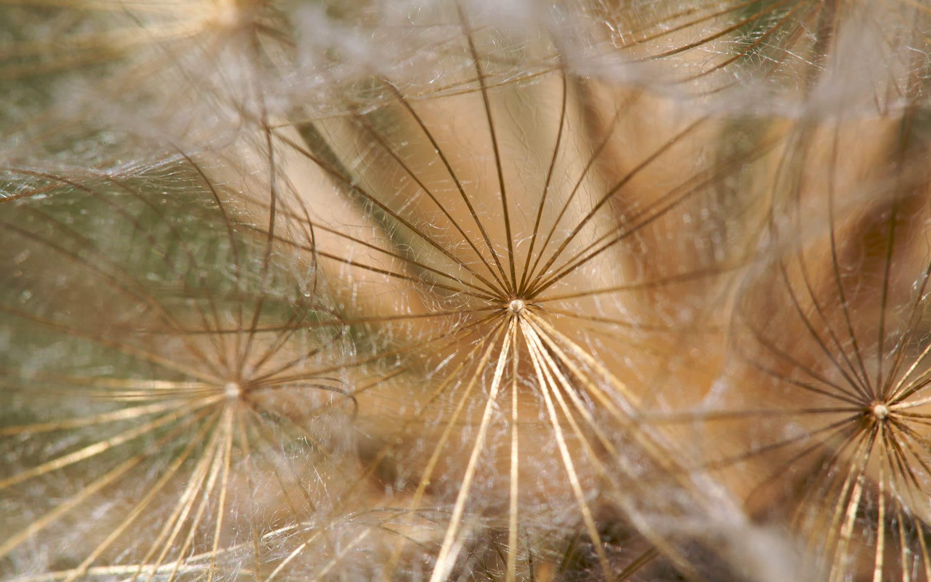 field, windblown, wispy, 3d and abstract, white, seed heads, dafodils, heads, seed, 1080P, HD Wallpaper