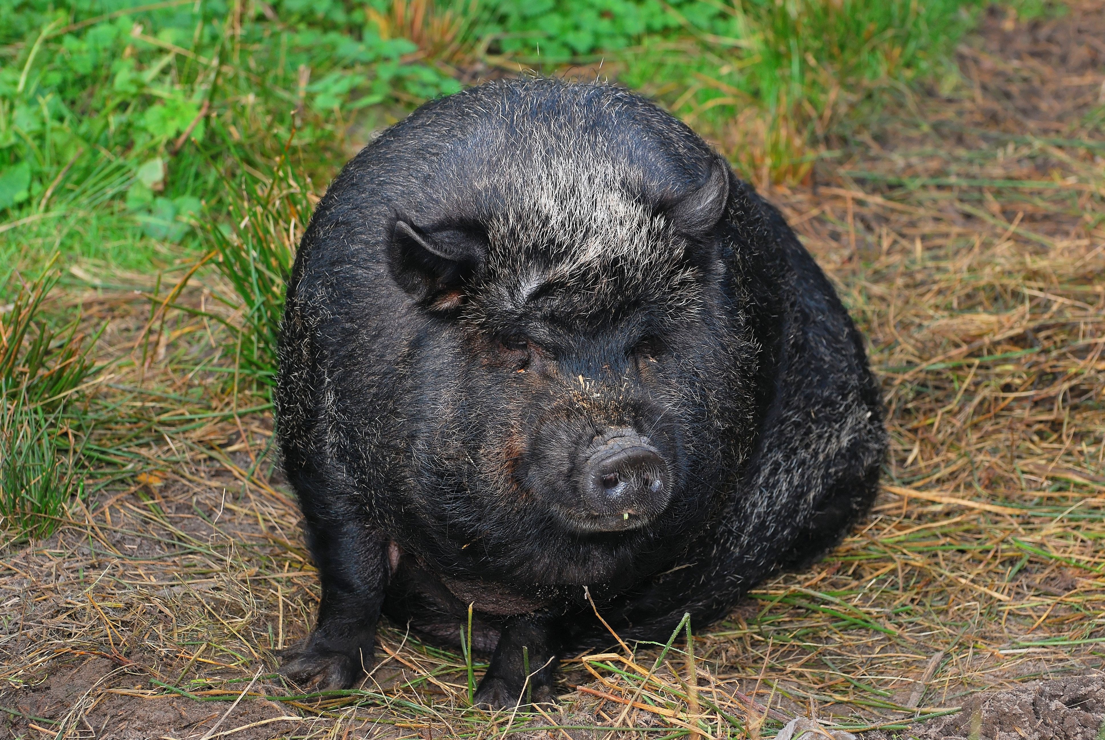 sit, 4K, pig, animals in the wild, looking at camera, no people, plant, eat, land, vertebrate, grass, animal, pot bellied pig, animal wildlife, field, HD Wallpaper