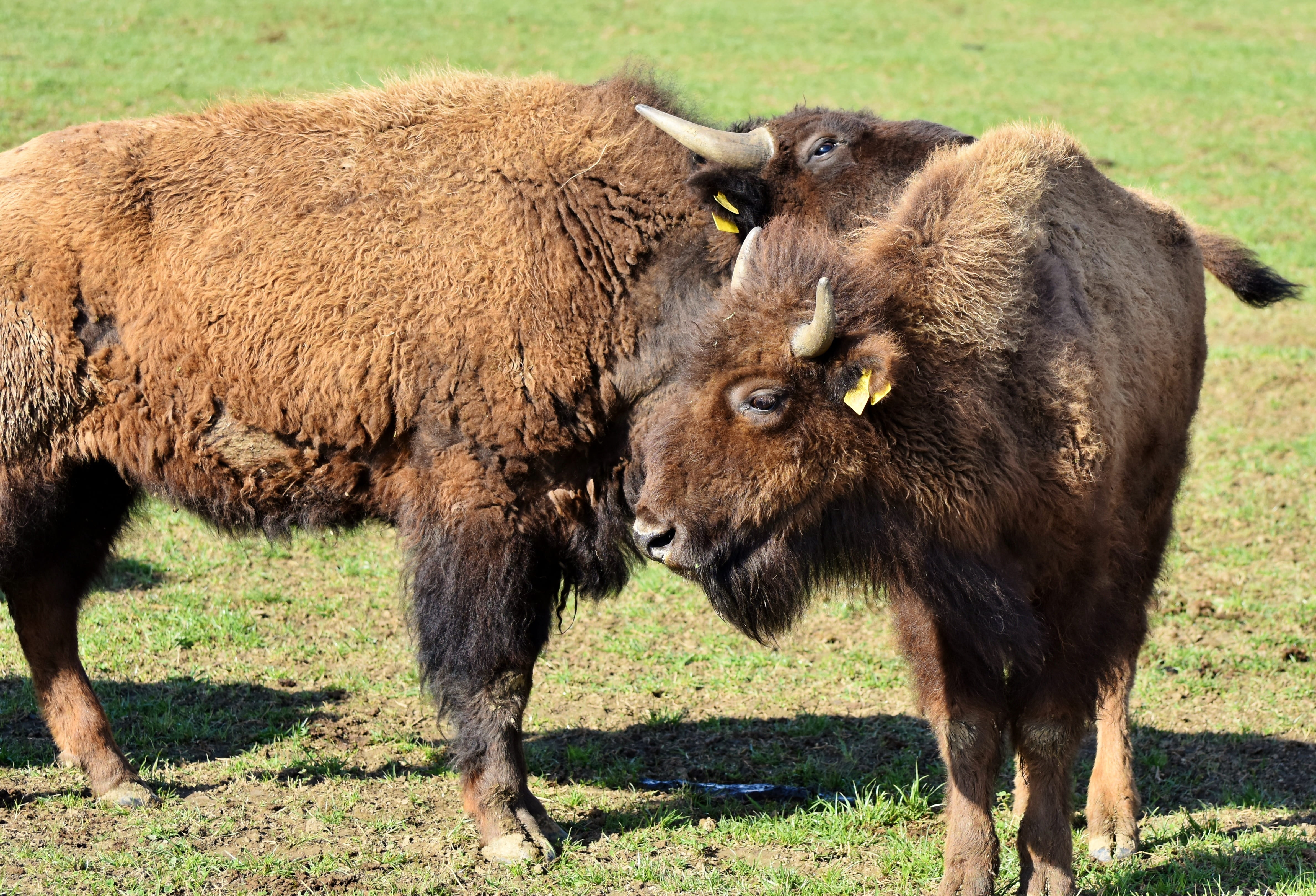 buffalo, bison head, beef, vertebrate, ground, no people, grass, mammal, brown, field, massive, young animal, animal wildlife, 4K, animal, standing, wild, HD Wallpaper