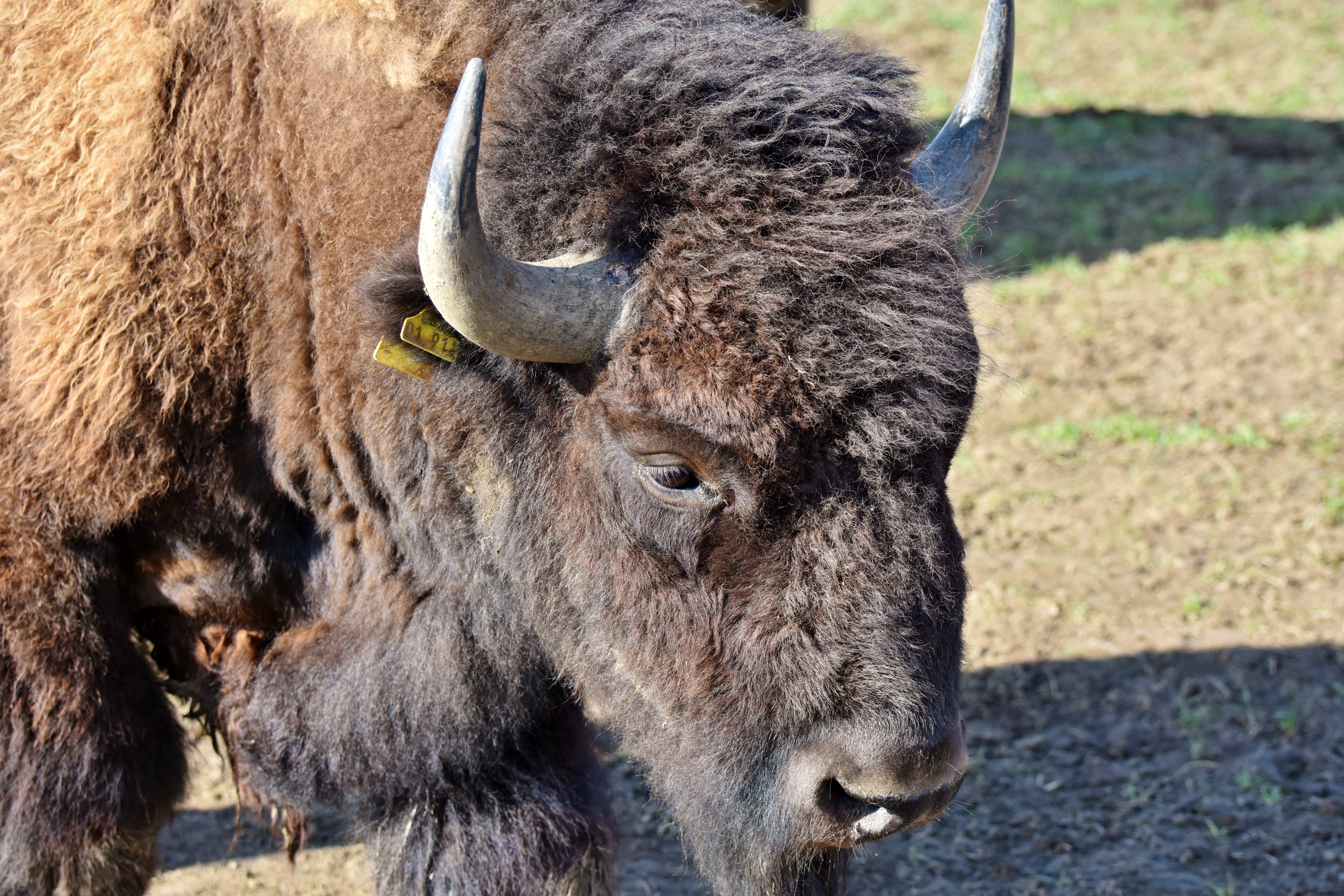 one animal, no people, land, buffalo, beef, outdoors, bison head, animals in the wild, massive, 5K, horned, pasture, vertebrate, domestic animals, field, HD Wallpaper