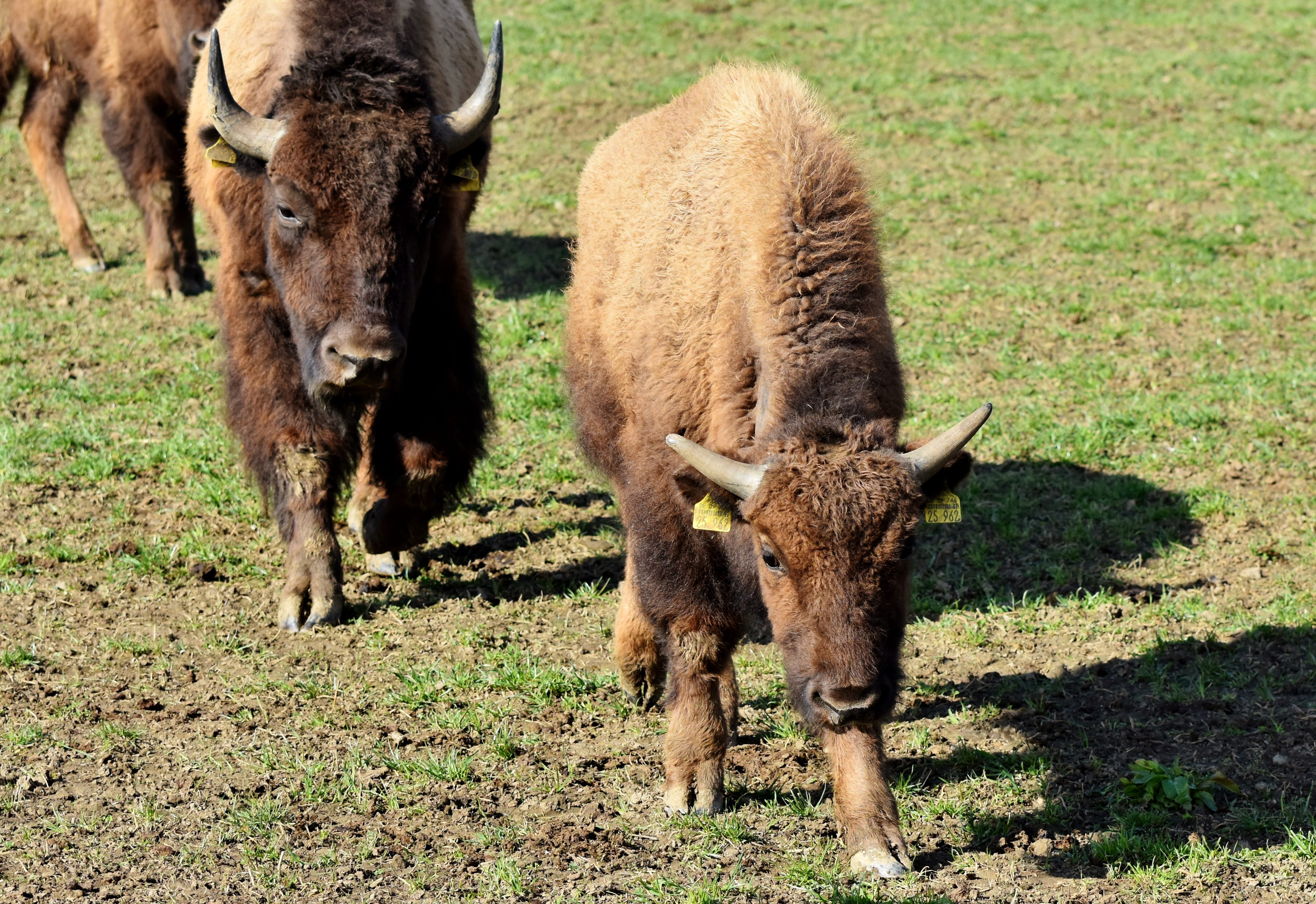 young animal, plant, field, bison, land, day, mammal, sunlight, animal, animal themes, wild, outdoors, pasture, buffalo, group of animals, green, 4K, massive, HD Wallpaper